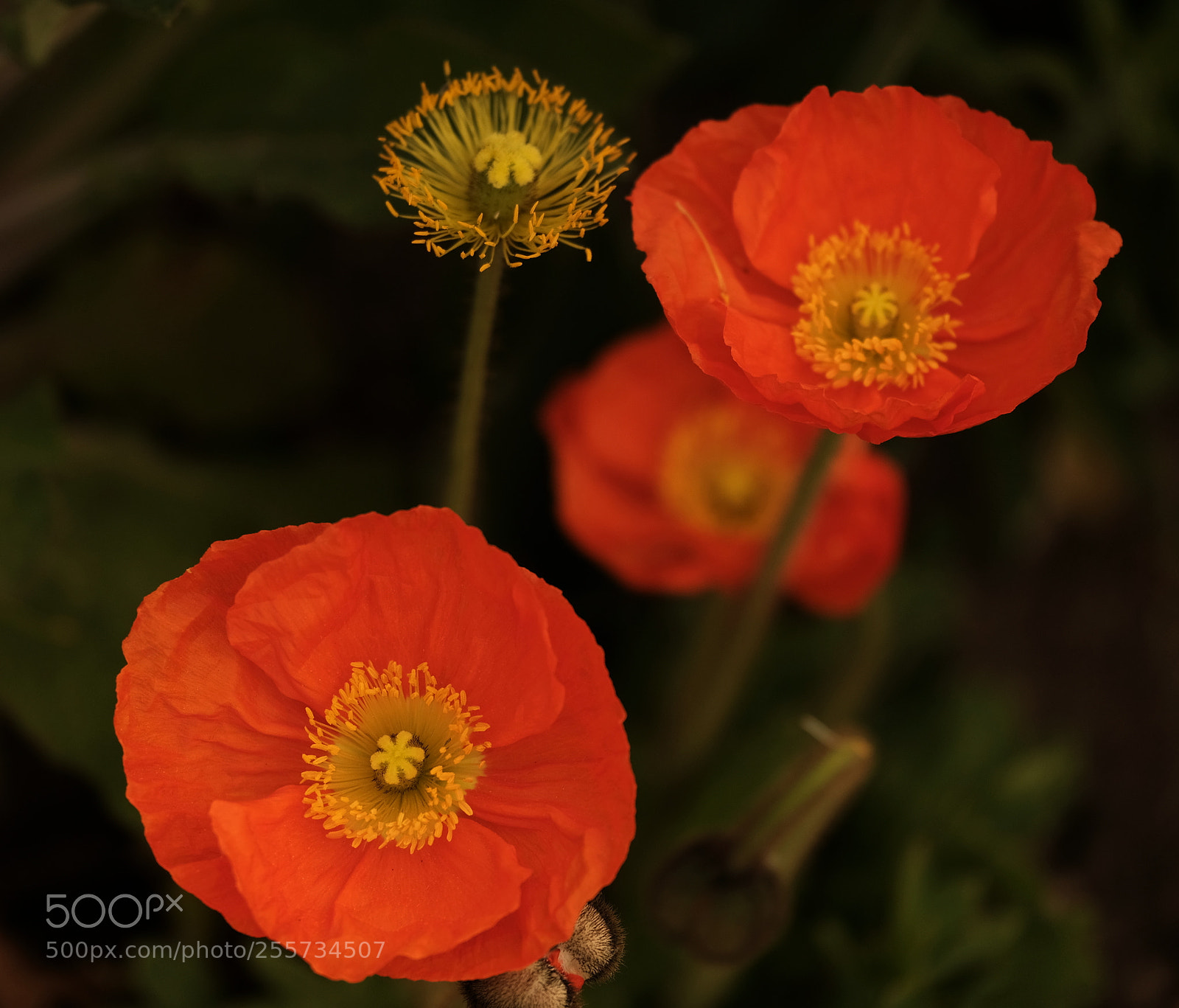 Fujifilm X-Pro2 sample photo. Pavots. photography