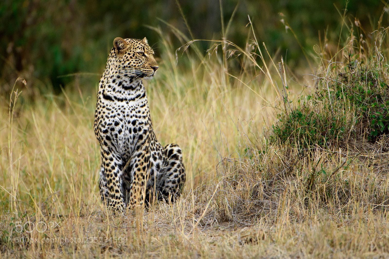 Nikon D500 sample photo. Leopard, maasai mara photography