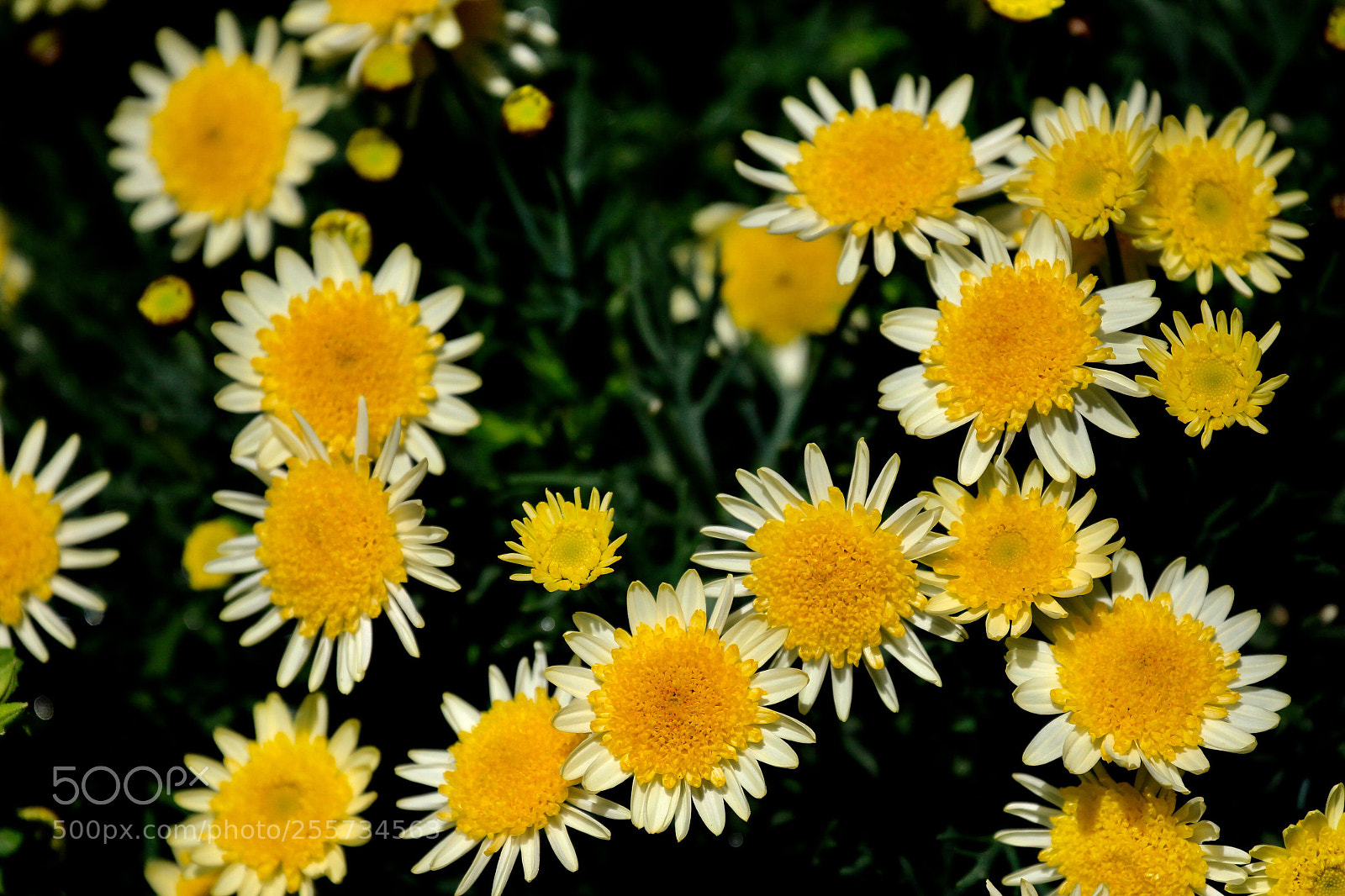 Canon EOS-1D Mark IV sample photo. Untitled photography