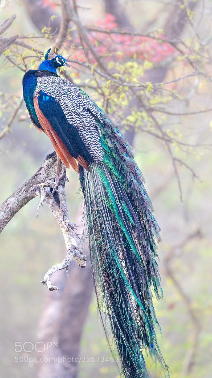 Canon EOS 5D Mark IV sample photo. #peacock photography