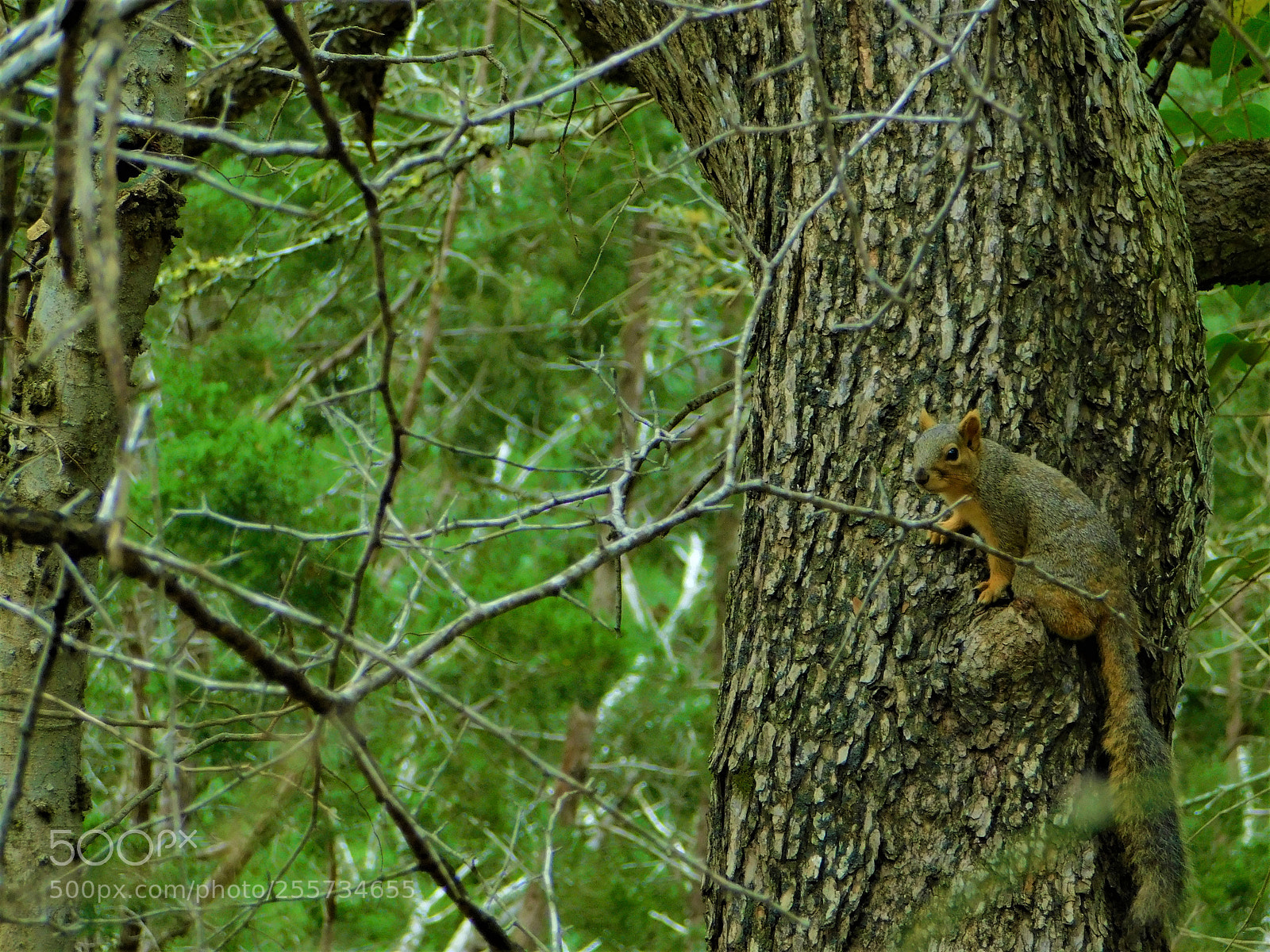 Nikon Coolpix B500 sample photo. () photography