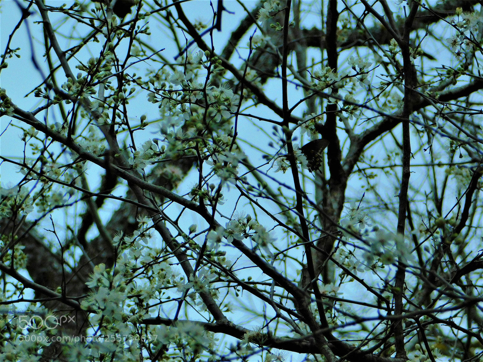 Nikon Coolpix B500 sample photo. () photography