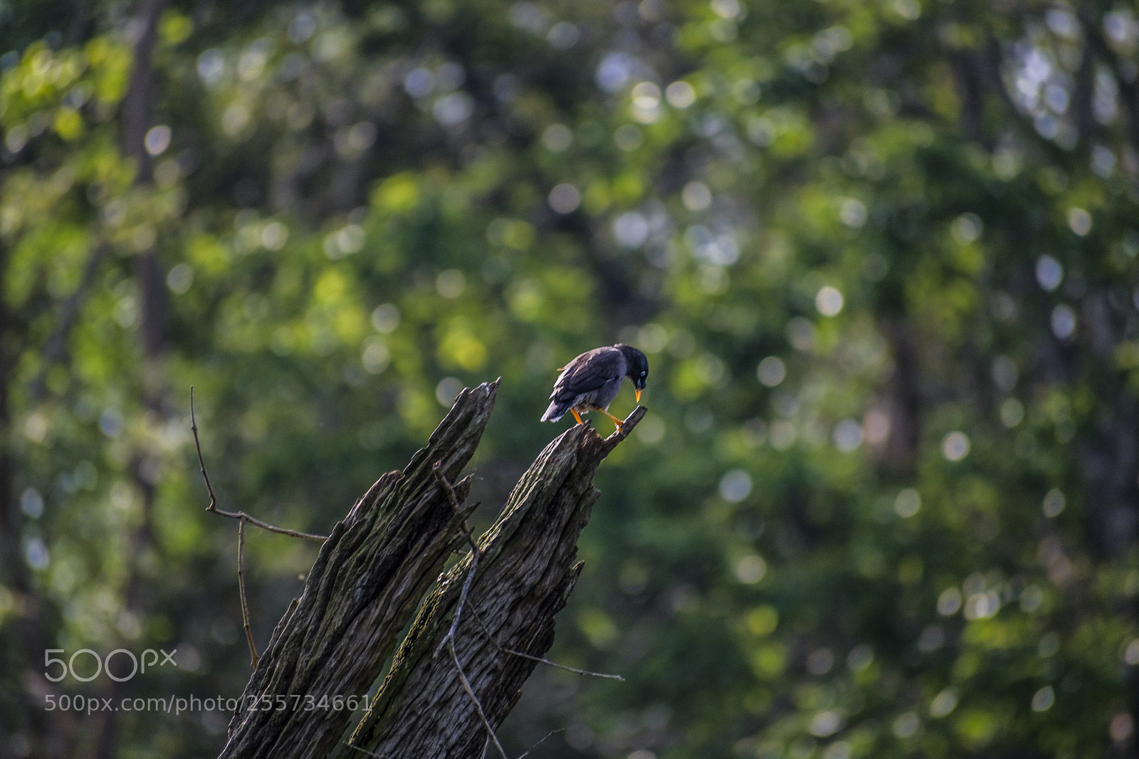 Nikon D5300 sample photo. Young myna on a photography