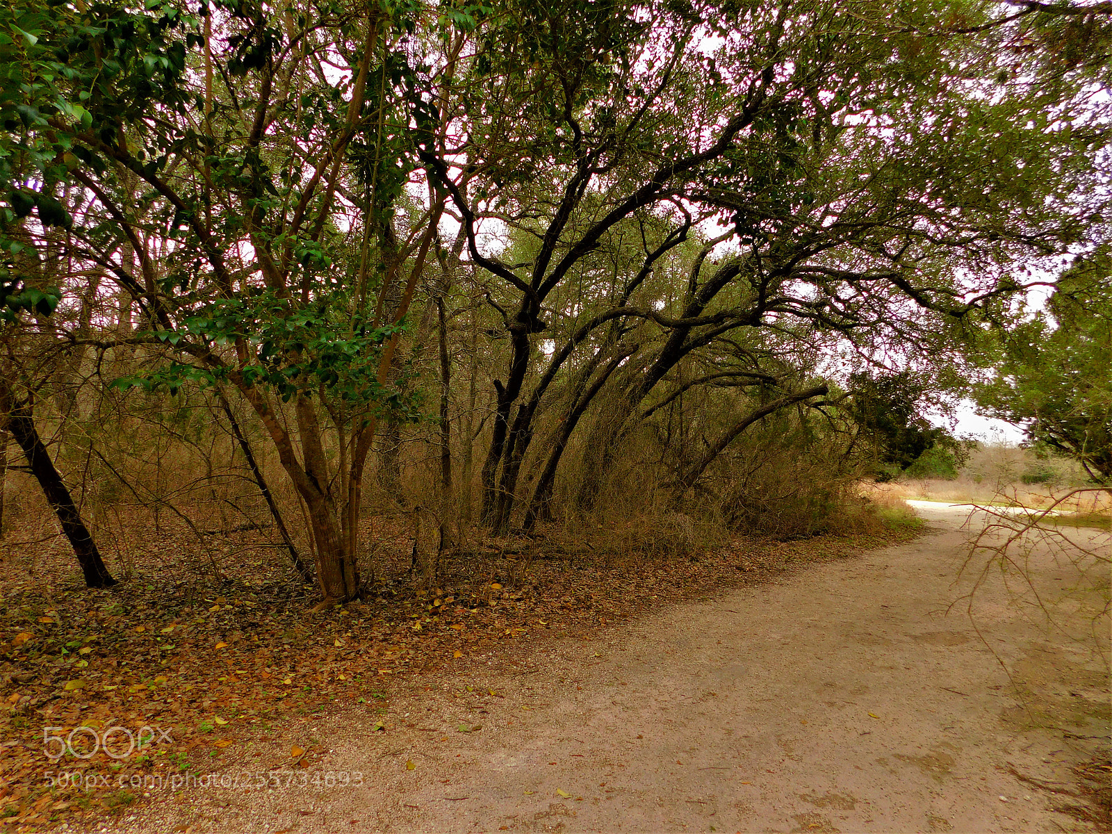Nikon Coolpix B500 sample photo. () photography