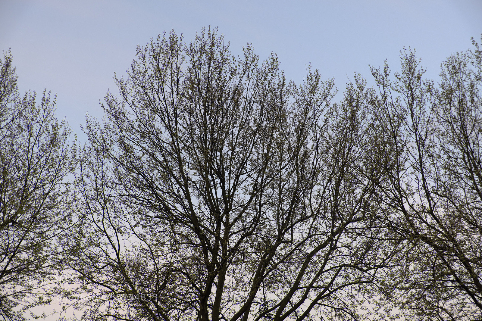 Fujifilm X-Pro2 sample photo. Sky and trees 3 photography