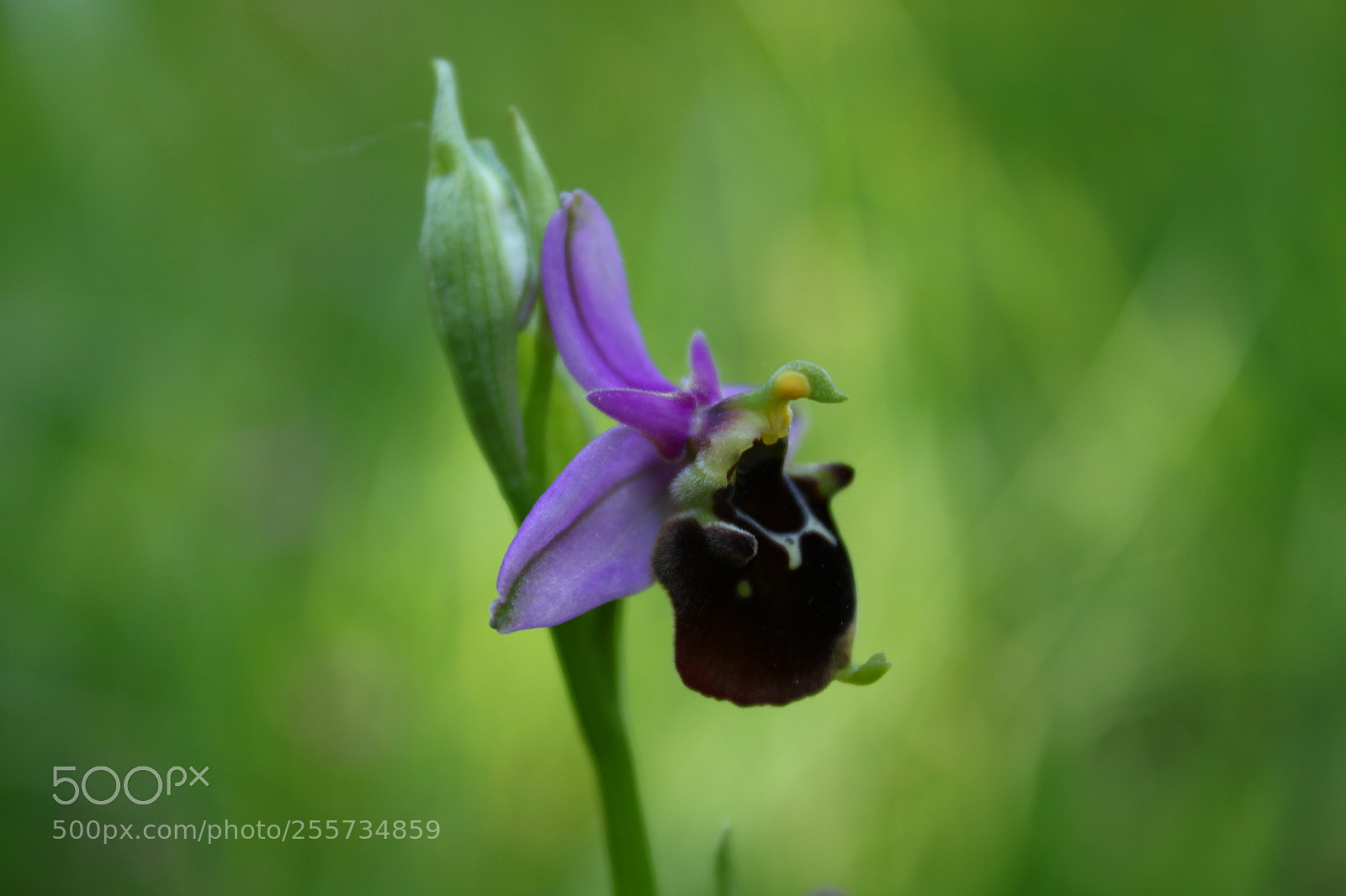Canon EF-S 18-55mm F3.5-5.6 IS sample photo. Img photography