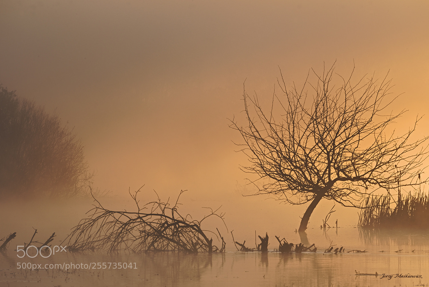 Nikon D610 sample photo. Golden fog photography