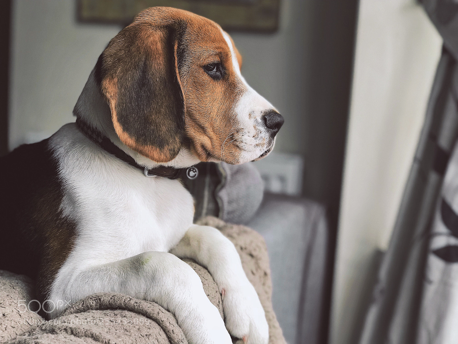 Apple iPhone 7 Plus sample photo. Dylan the beagle. photography