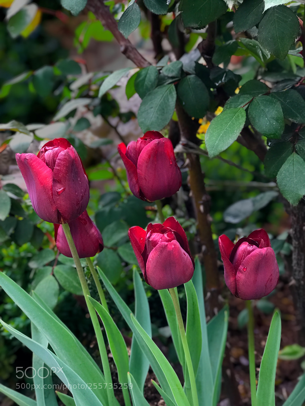 Apple iPhone 7 Plus sample photo. Untitled photography