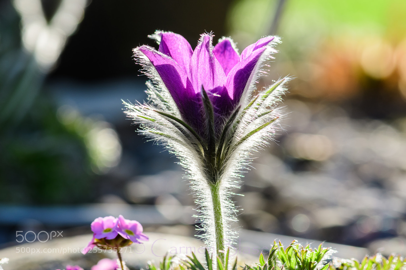 Nikon D500 sample photo. Spring pasqueflower photography