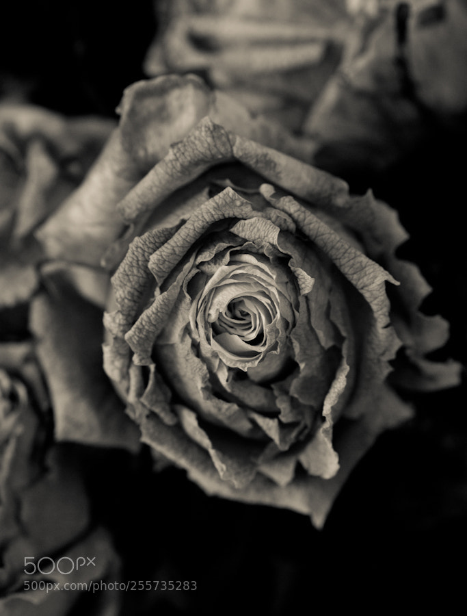 Nikon D3 sample photo. Just bw 5 photography