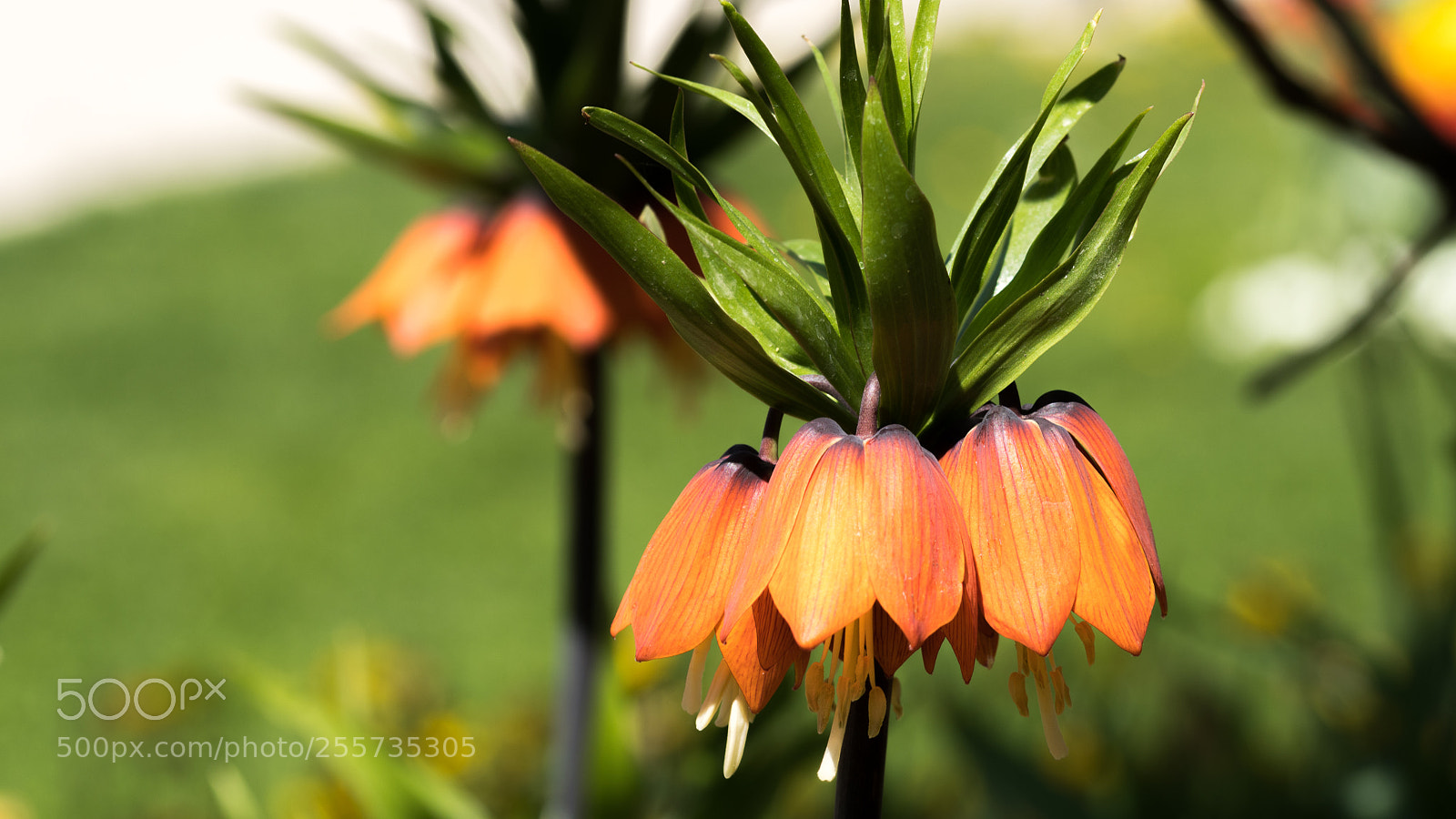 Nikon D7500 sample photo. Imperial crown flower photography
