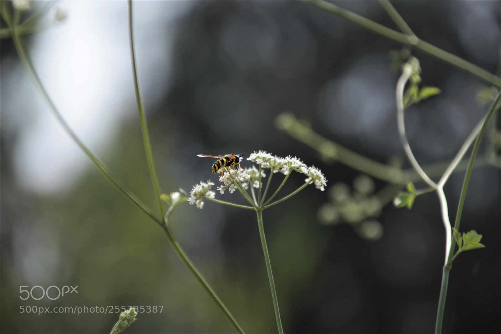 Canon EOS 700D (EOS Rebel T5i / EOS Kiss X7i) sample photo. Bee season photography