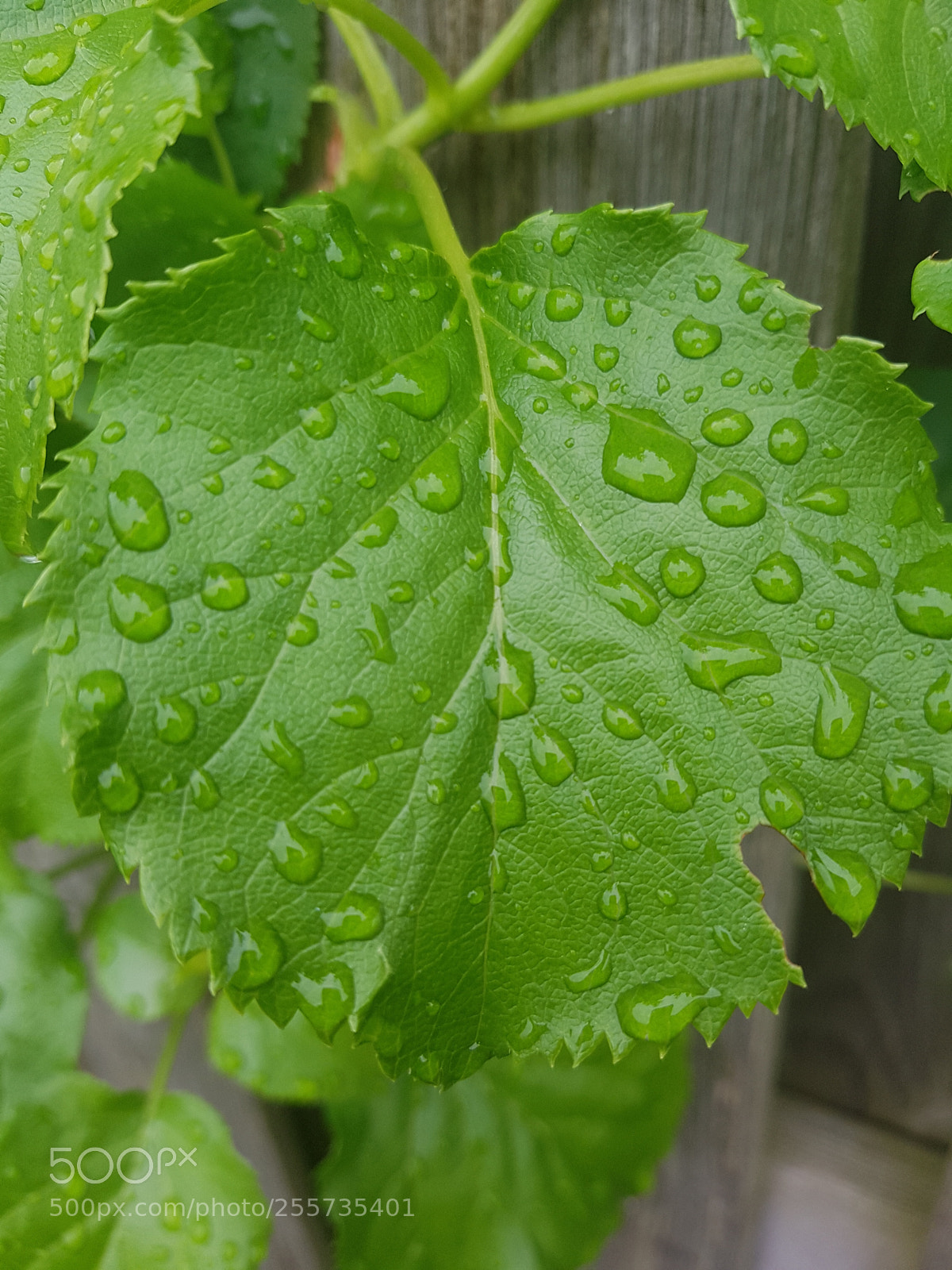 Samsung Galaxy S7 sample photo. Water drop... photography
