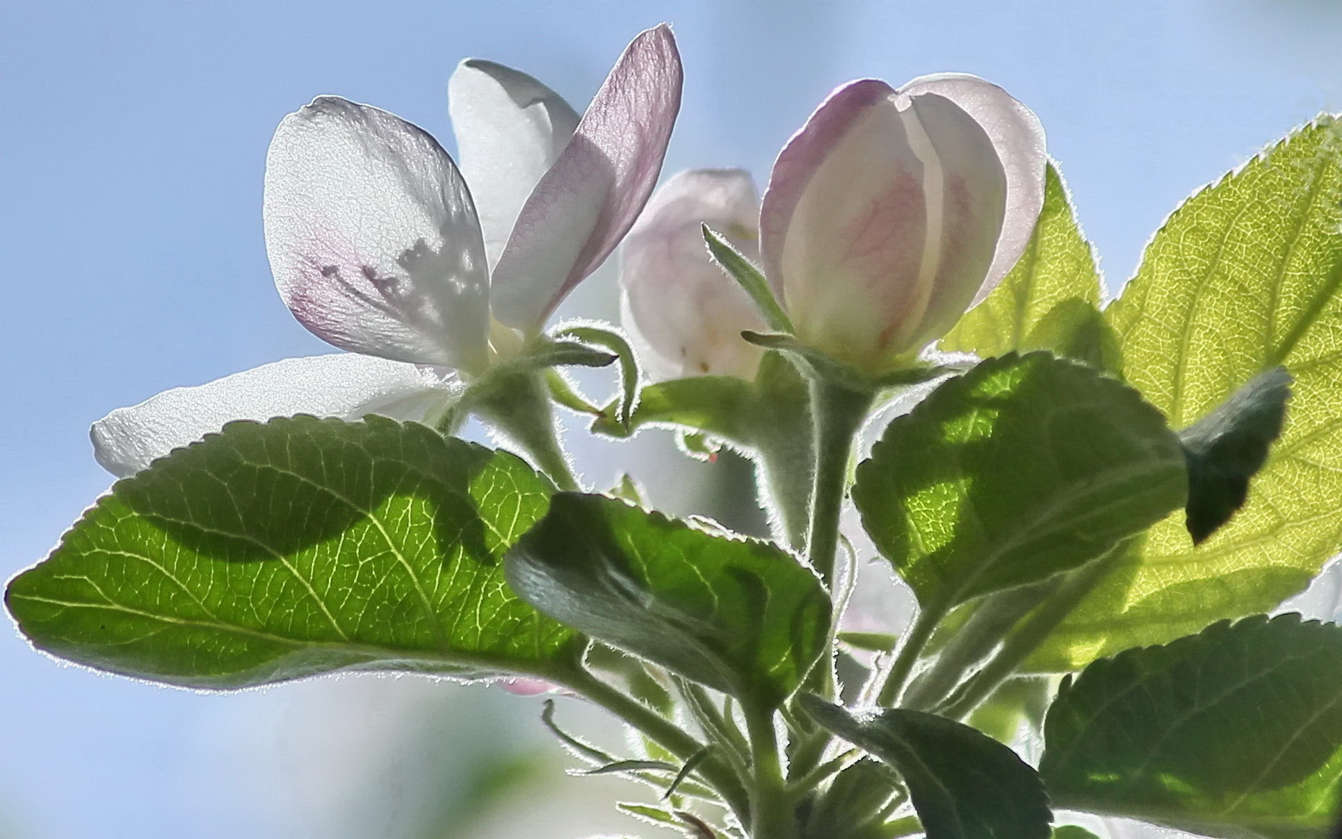 Canon EF-S 55-250mm F4-5.6 IS II sample photo. Applebranch in backlight photography