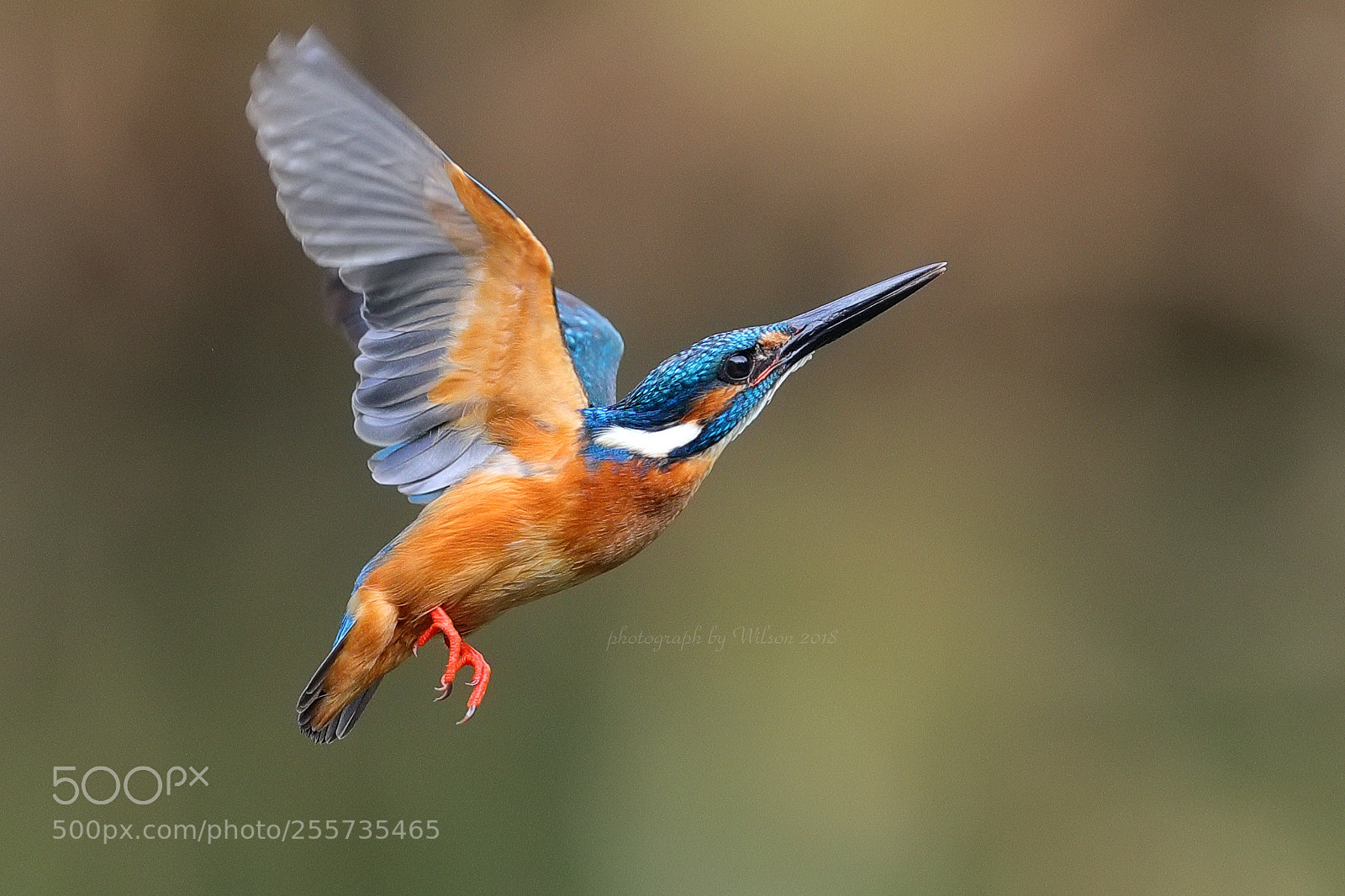 Canon EOS-1D X Mark II sample photo. Alcedo atthis photography