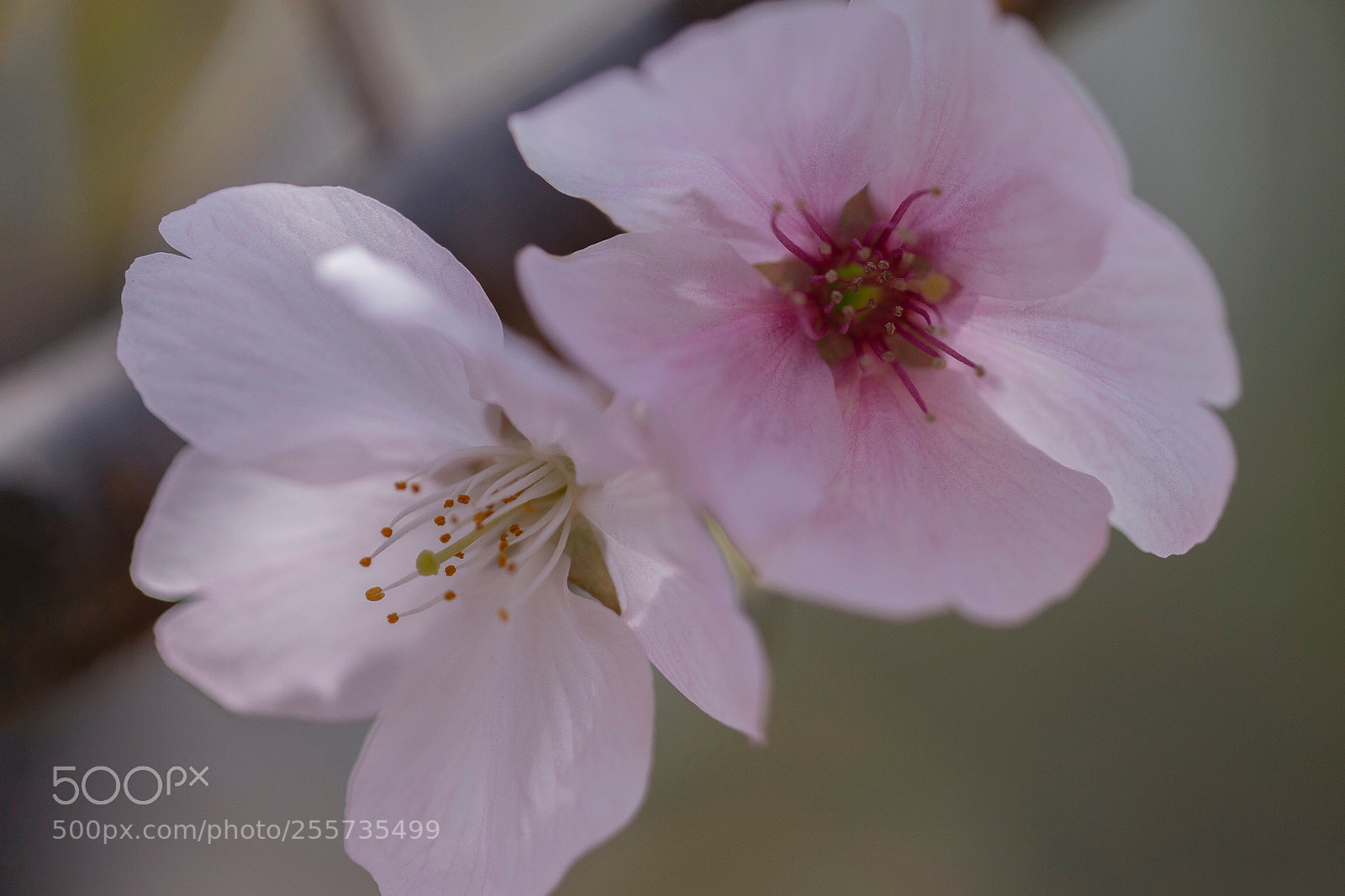 Canon EOS 6D sample photo. Two colors of cherry photography