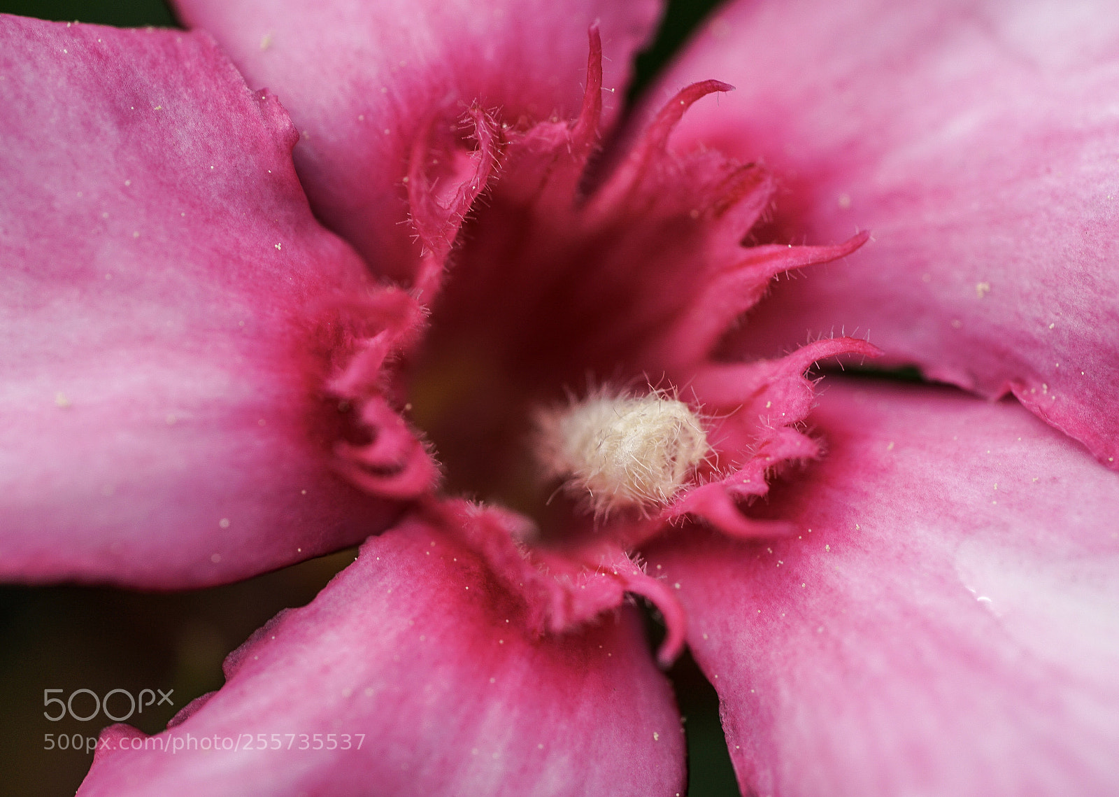 Sony a7R II sample photo. Oleander  photography