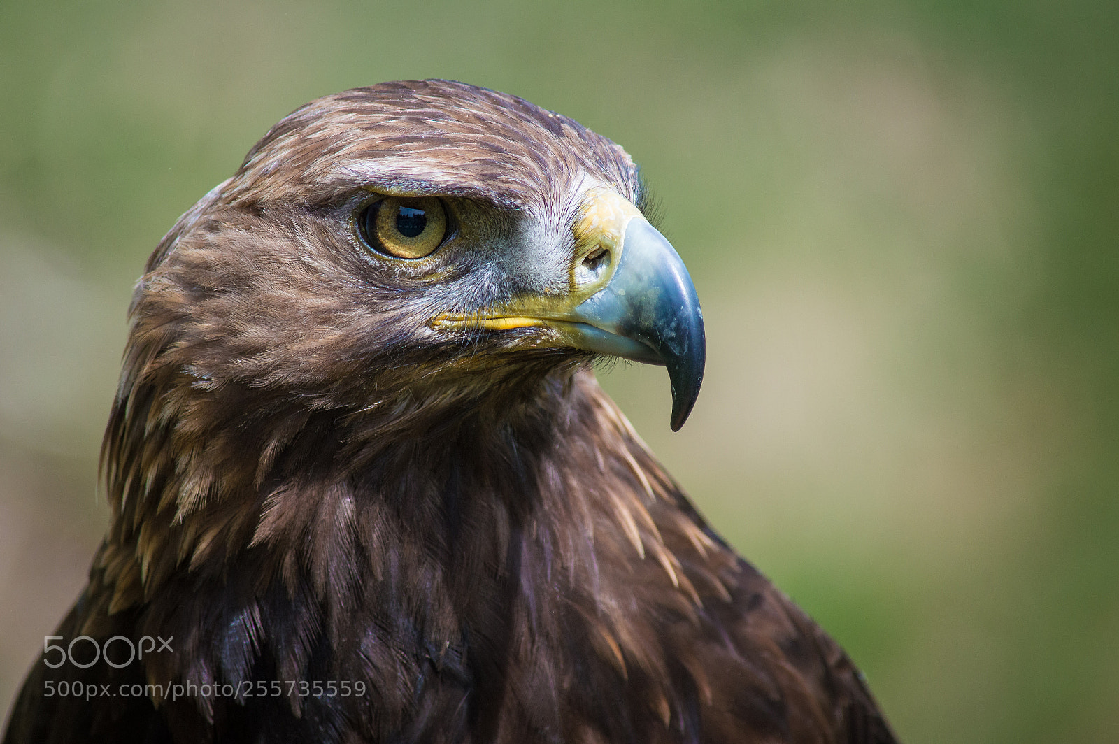 Nikon D3200 sample photo. Golden eagle photography