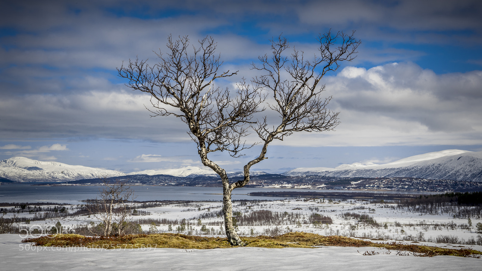 Sony a7 II sample photo. Lonely tree photography