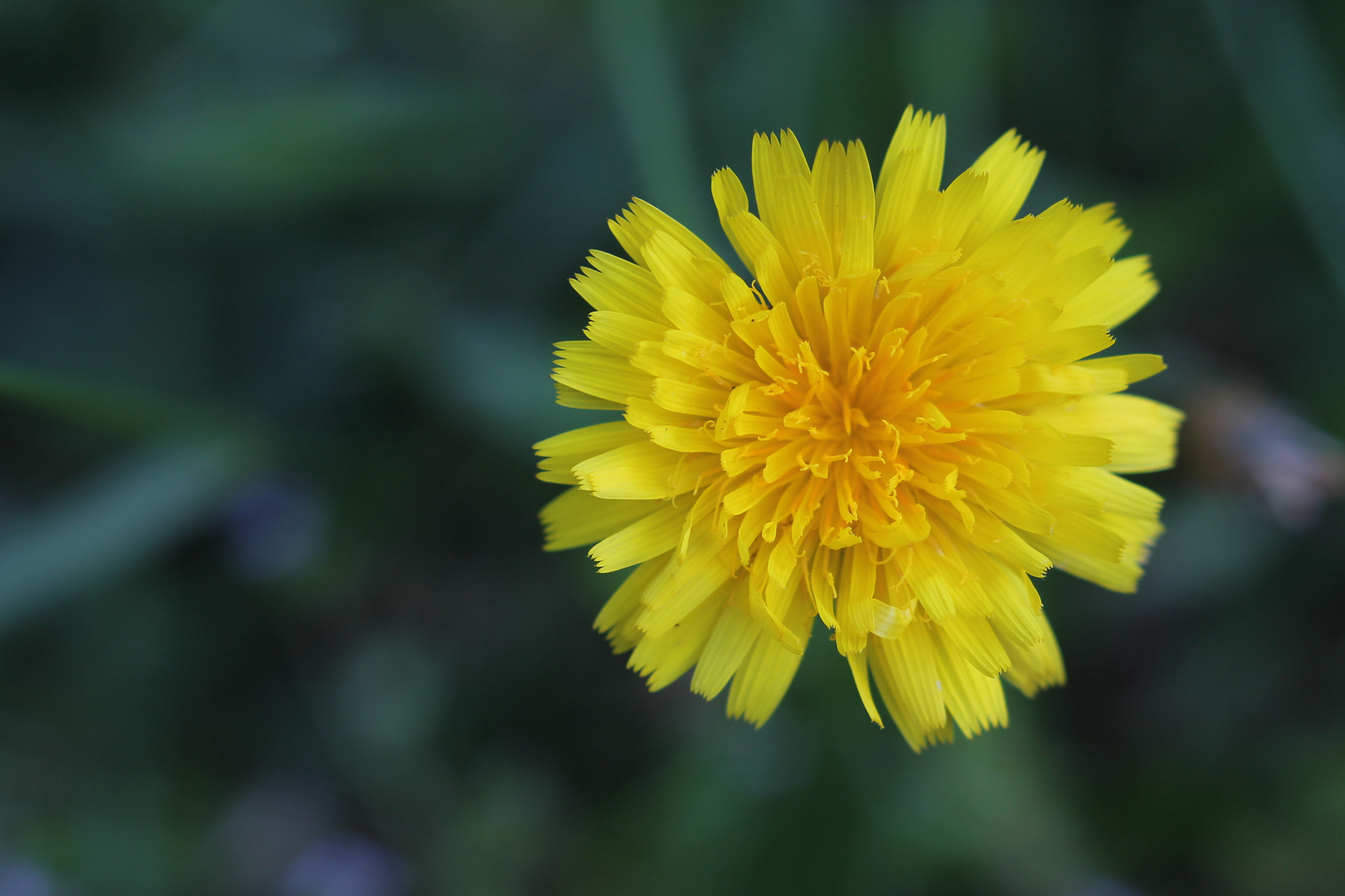 Canon EOS 1100D (EOS Rebel T3 / EOS Kiss X50) sample photo. Img photography