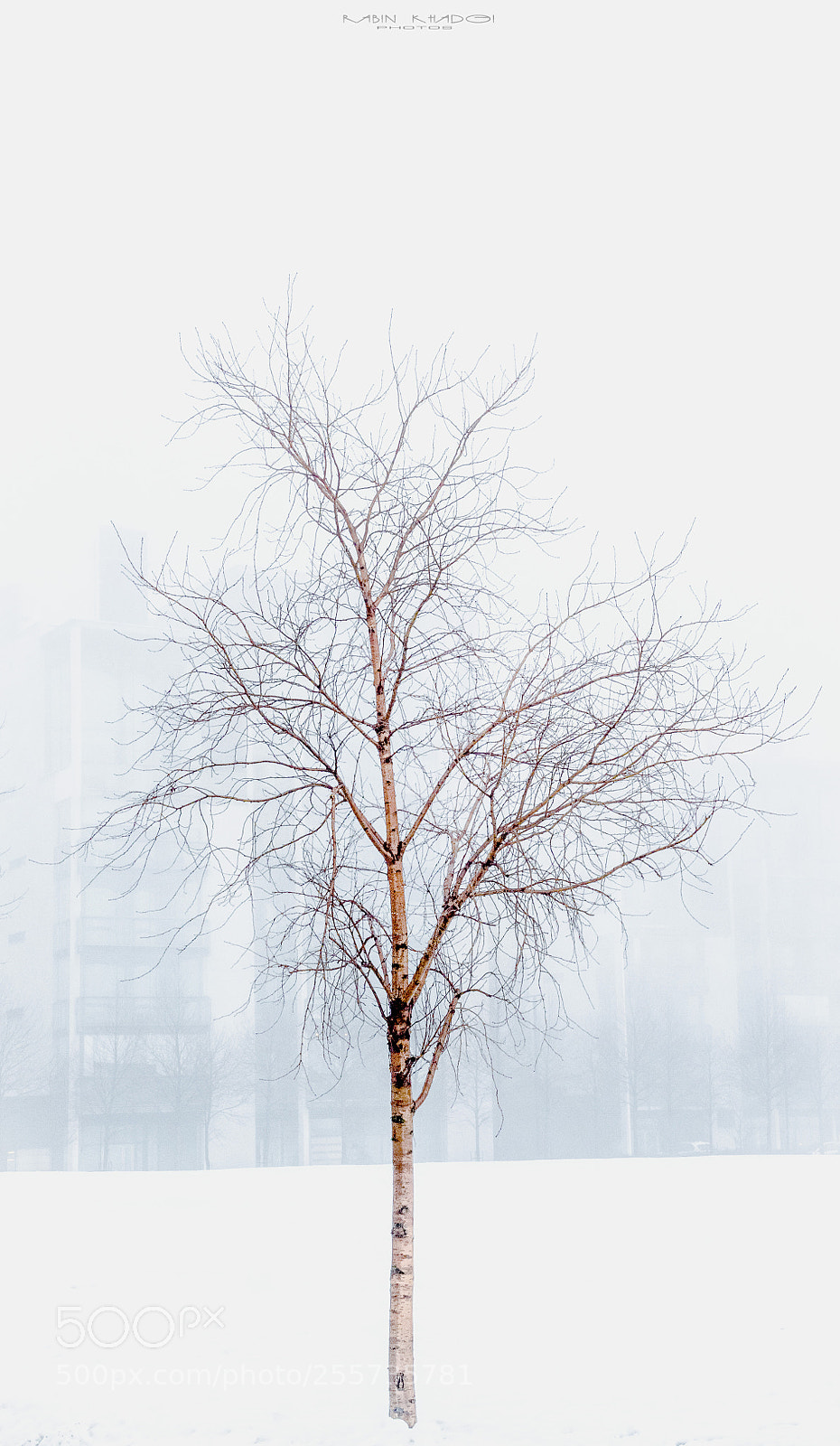Panasonic Lumix DMC-GX8 sample photo. Snow dusk and tree photography
