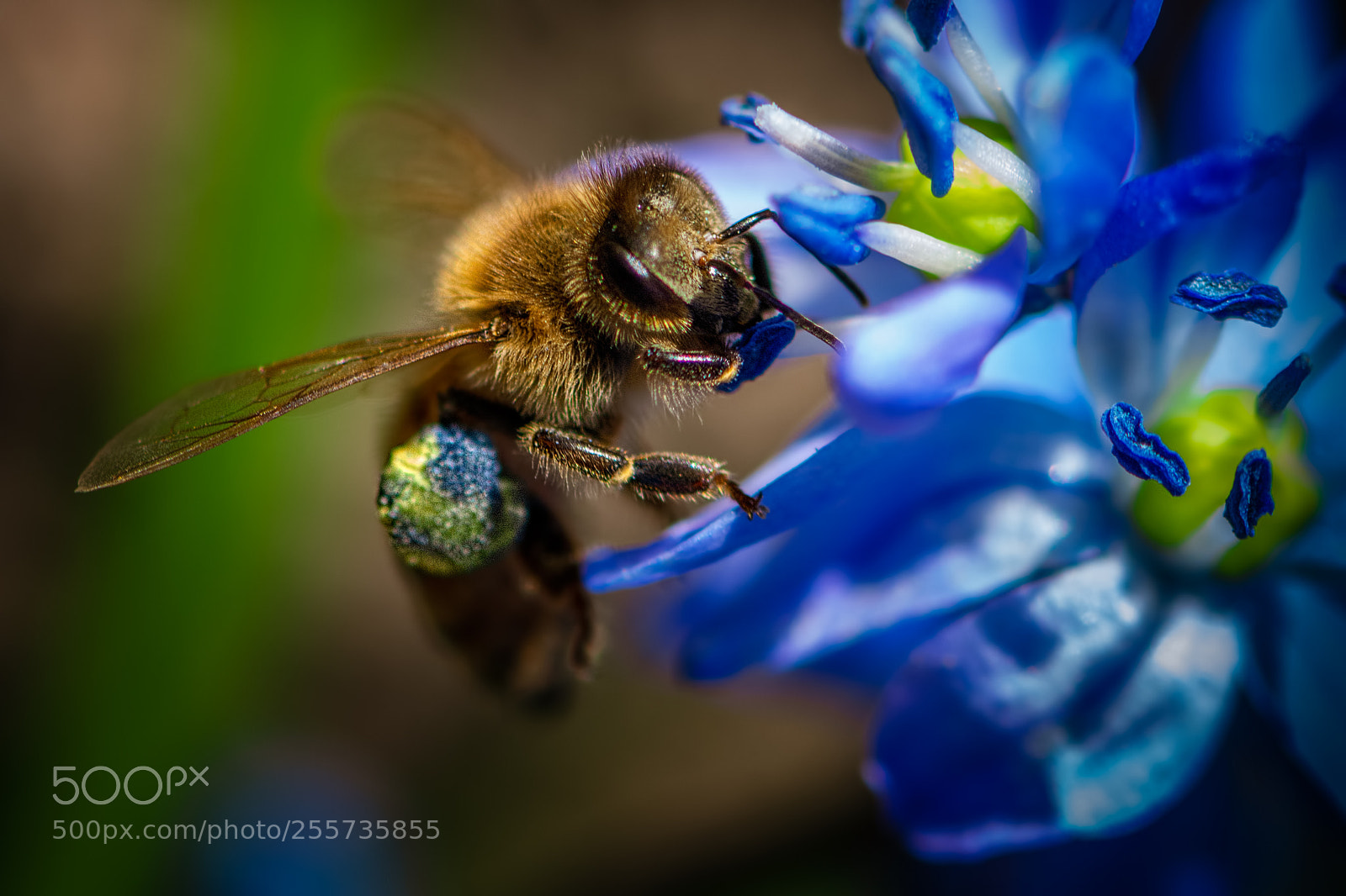 Nikon D7100 sample photo. Blue pollen photography