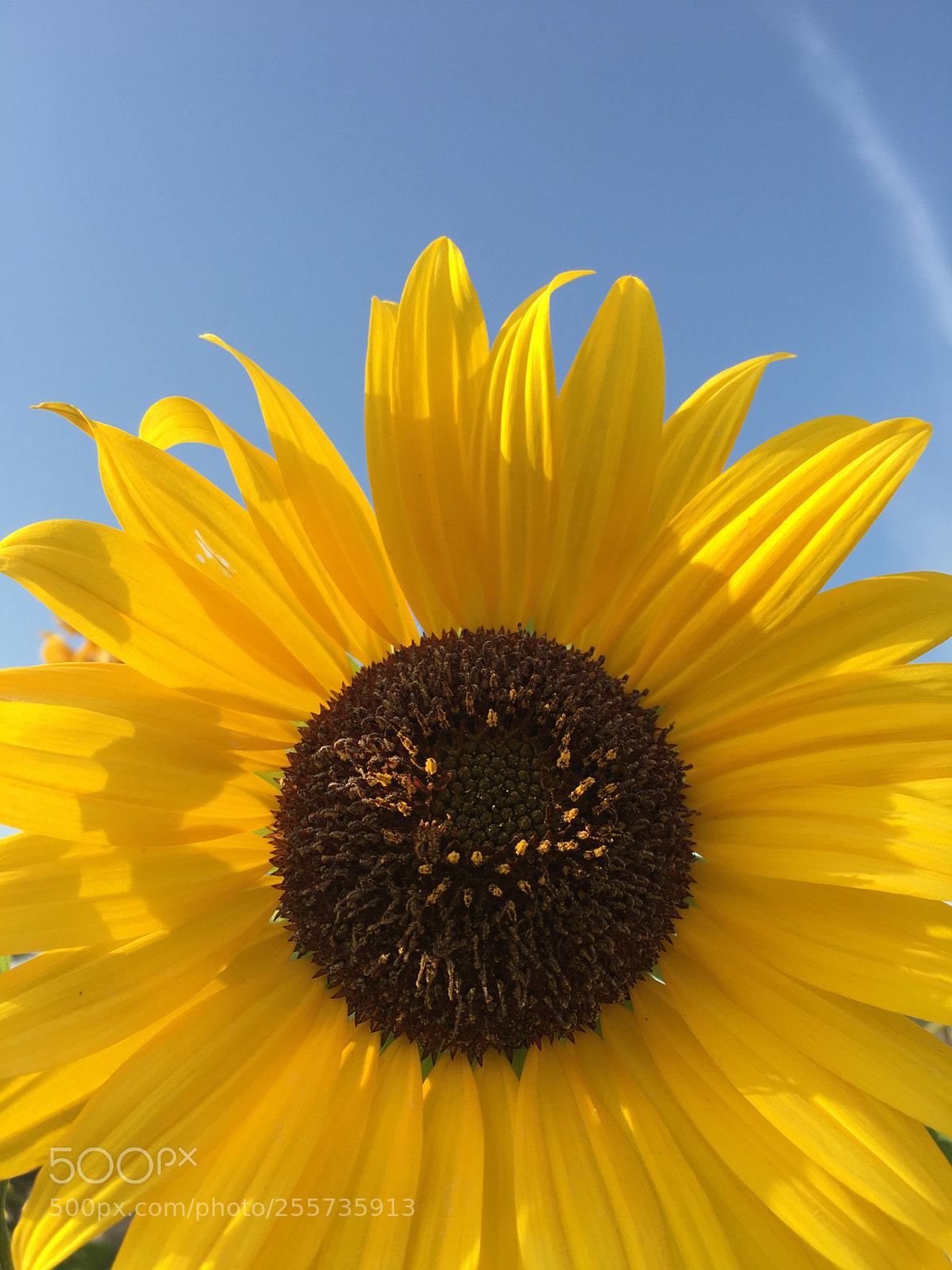 Apple iPhone 6s sample photo. Sunflower photography