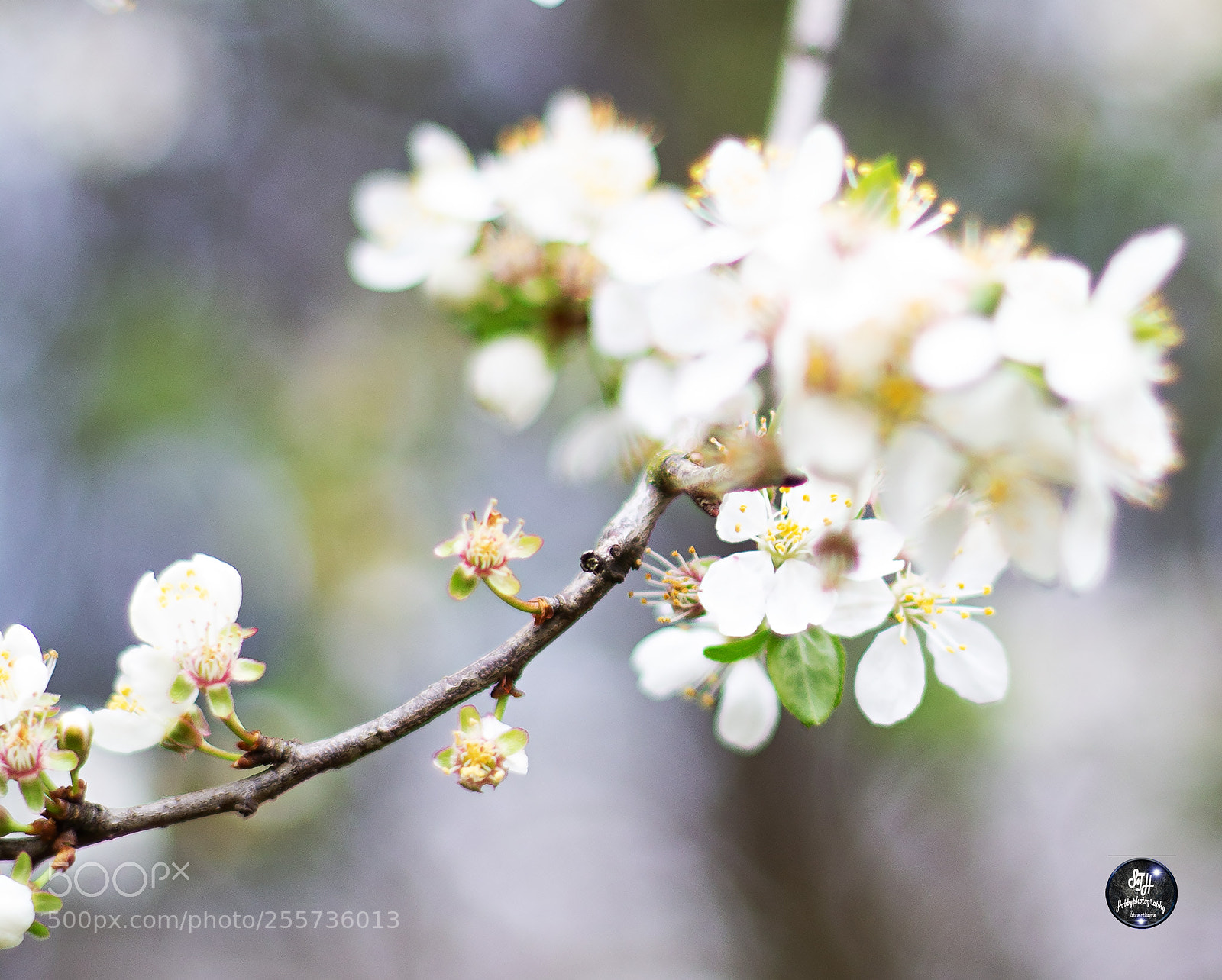 Canon EOS 60D sample photo. Zierkirsche photography