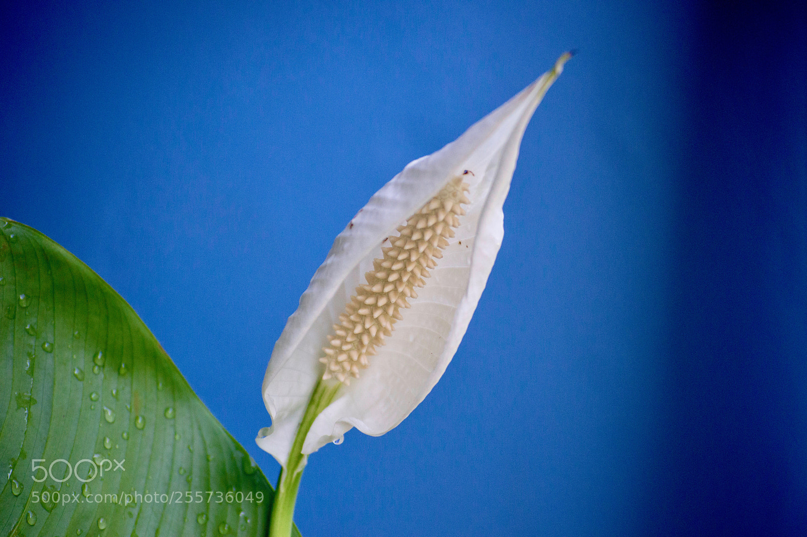 Nikon D3200 sample photo. Peace lilly 2 photography