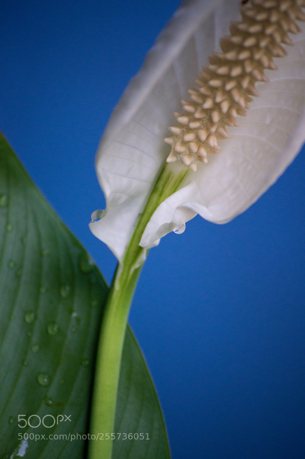 Nikon D3200 sample photo. Peace lilly 1 photography