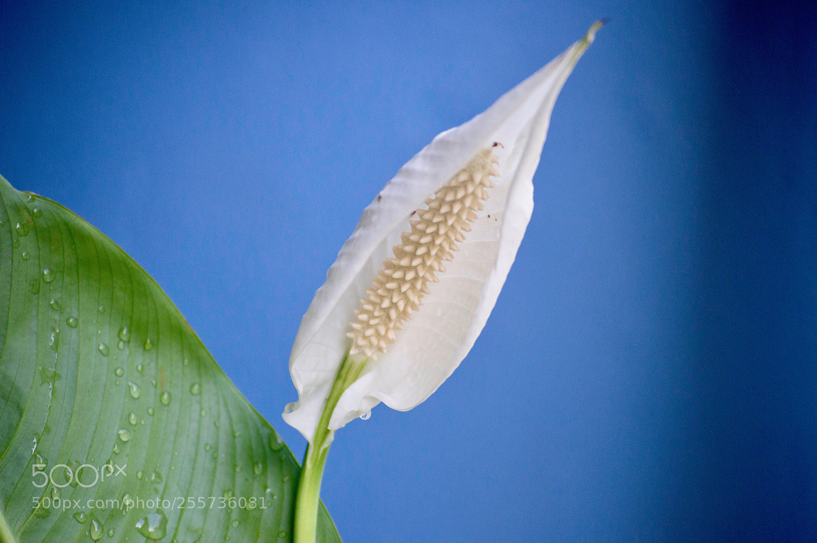 Nikon D3200 sample photo. Peace lilly 3 photography