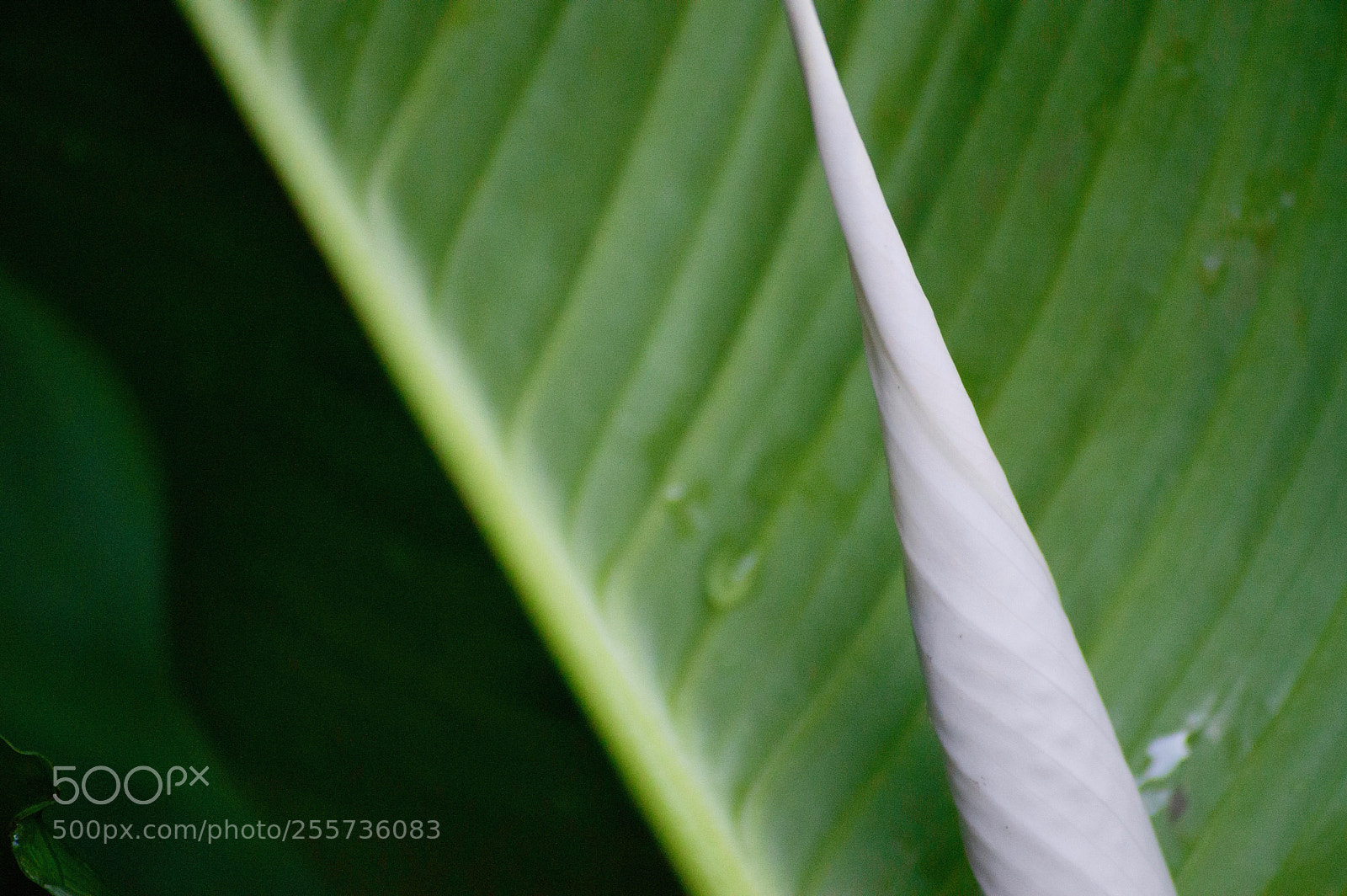 Nikon D3200 sample photo. Peace lilly 5 photography