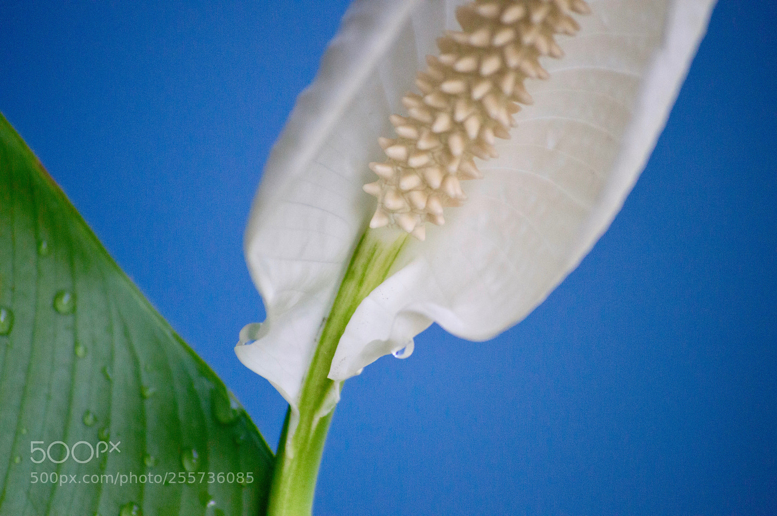 Nikon D3200 sample photo. Peace lilly 4 photography