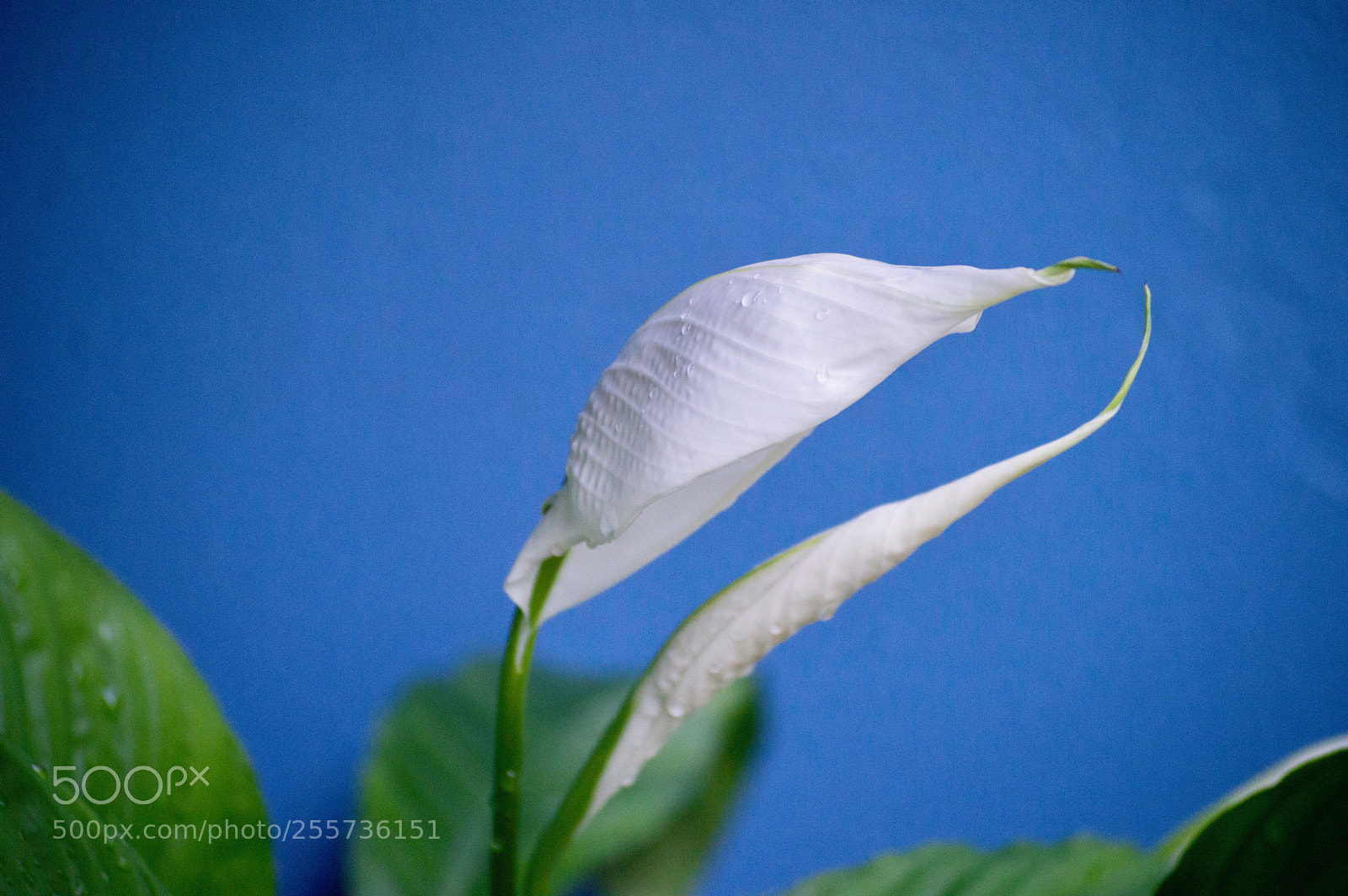 Nikon D3200 sample photo. Peace lilly 7 photography