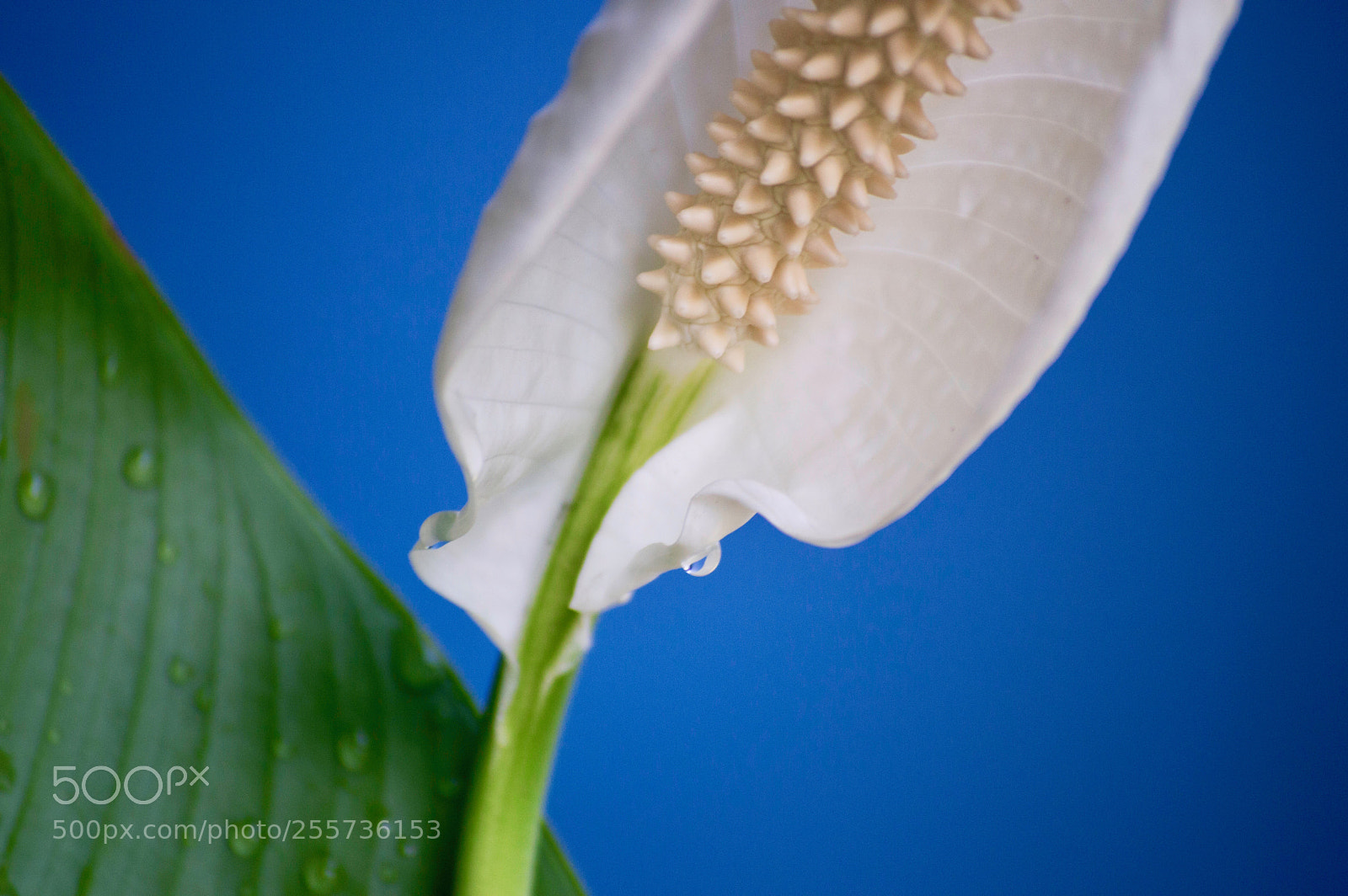 Nikon D3200 sample photo. Peace lilly 6 photography