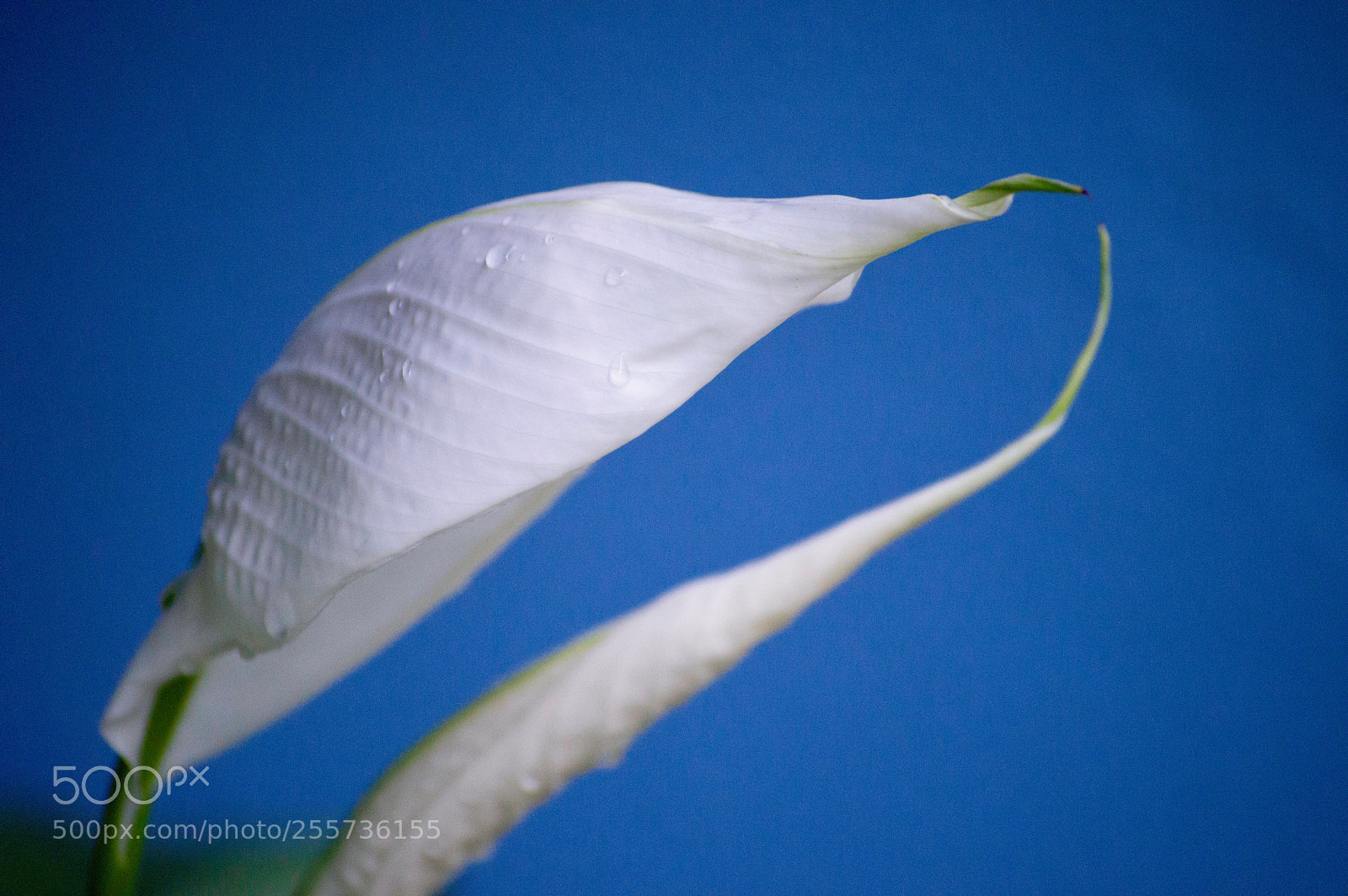 Nikon D3200 sample photo. Peace lilly 8 photography