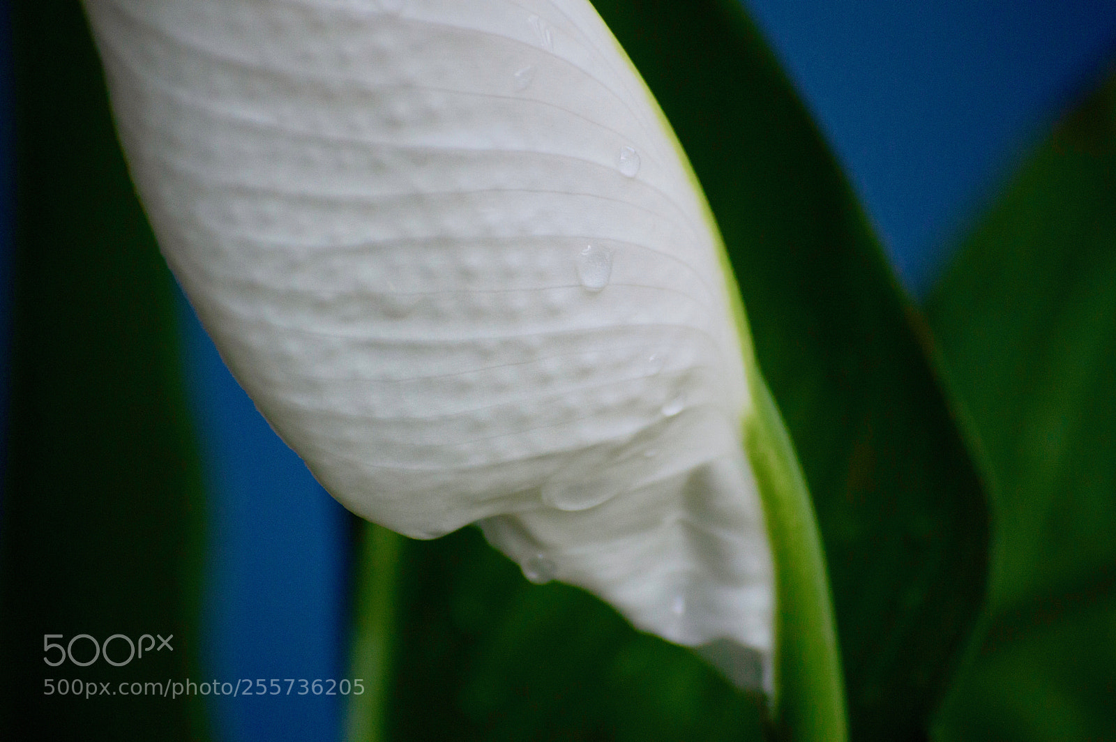 Nikon D3200 sample photo. Peace lilly 10 photography