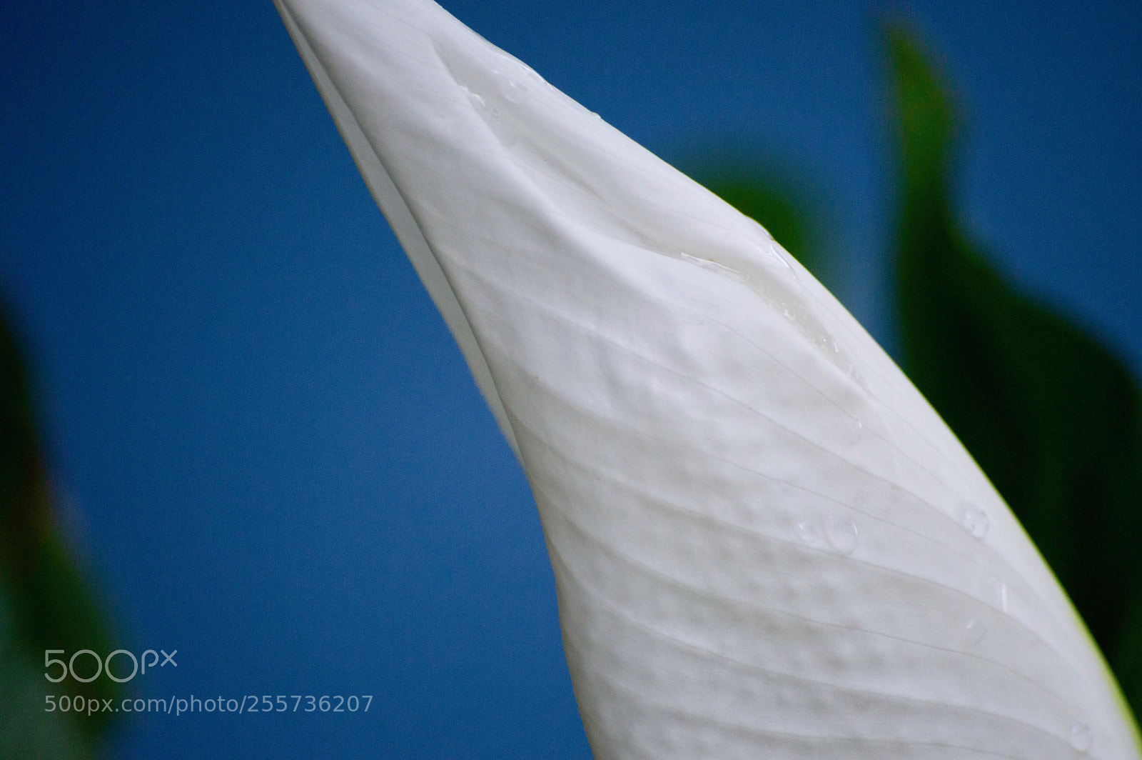 Nikon D3200 sample photo. Peace lilly 9 photography