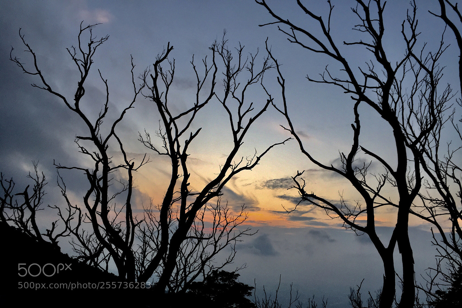 Apple iPhone 6 sample photo. Sunset branches photography