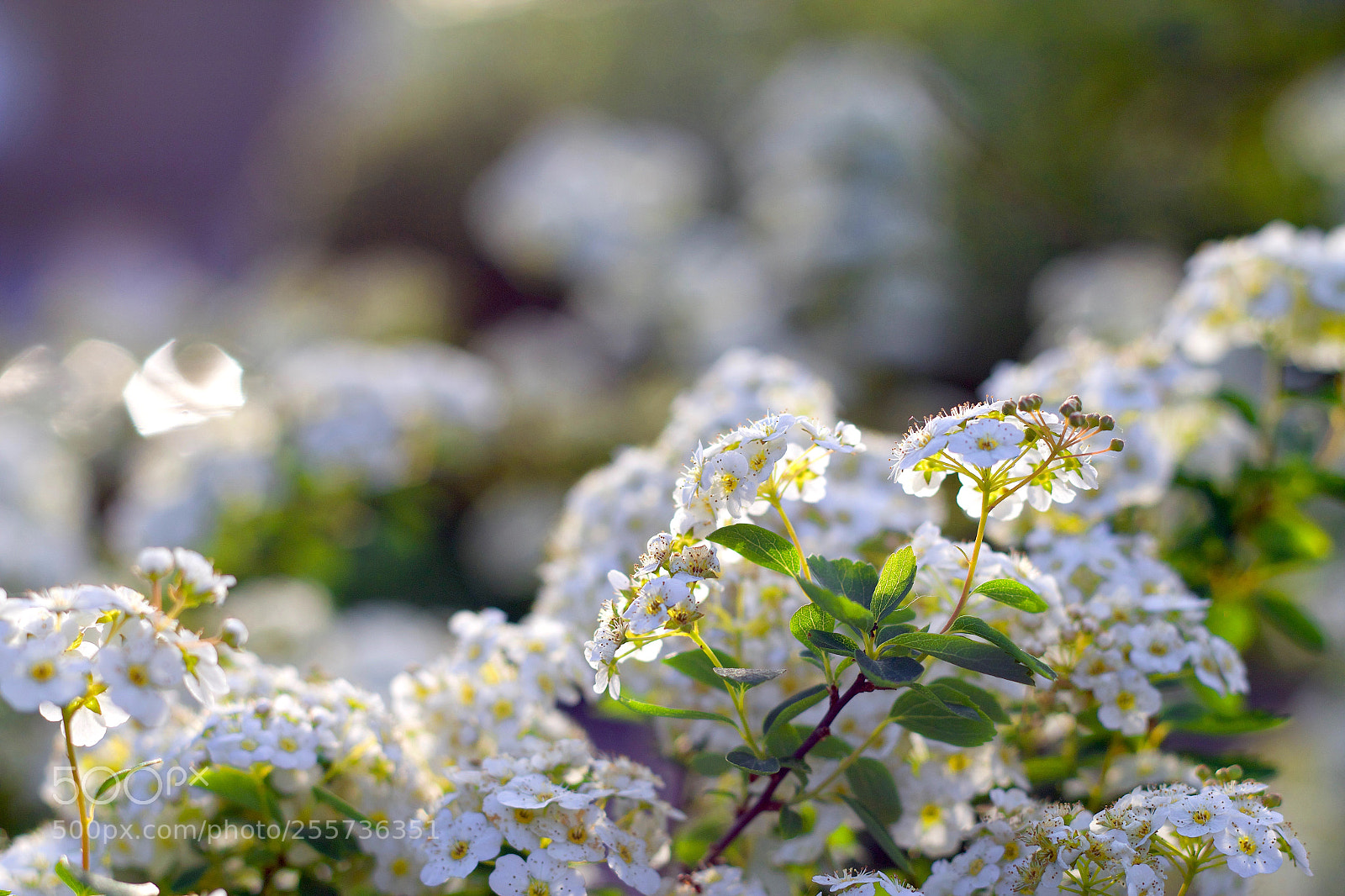 Canon EOS 70D sample photo. Secrets from my garden photography