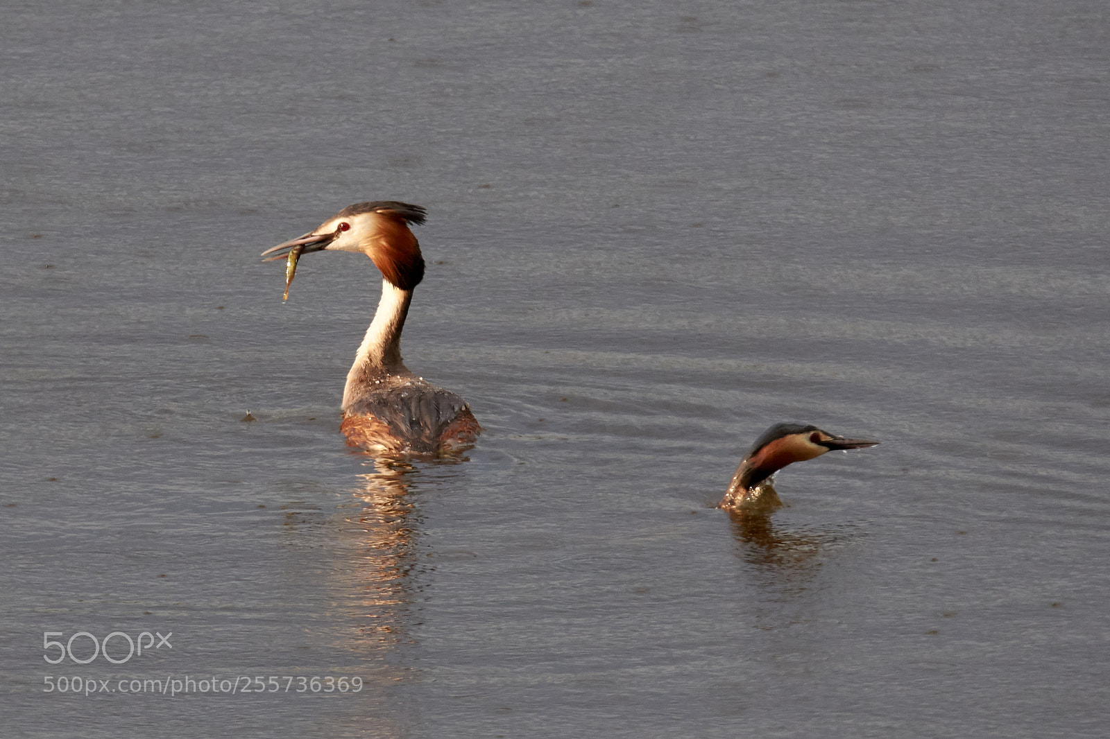 Nikon D7200 sample photo. Great crested grebe photography
