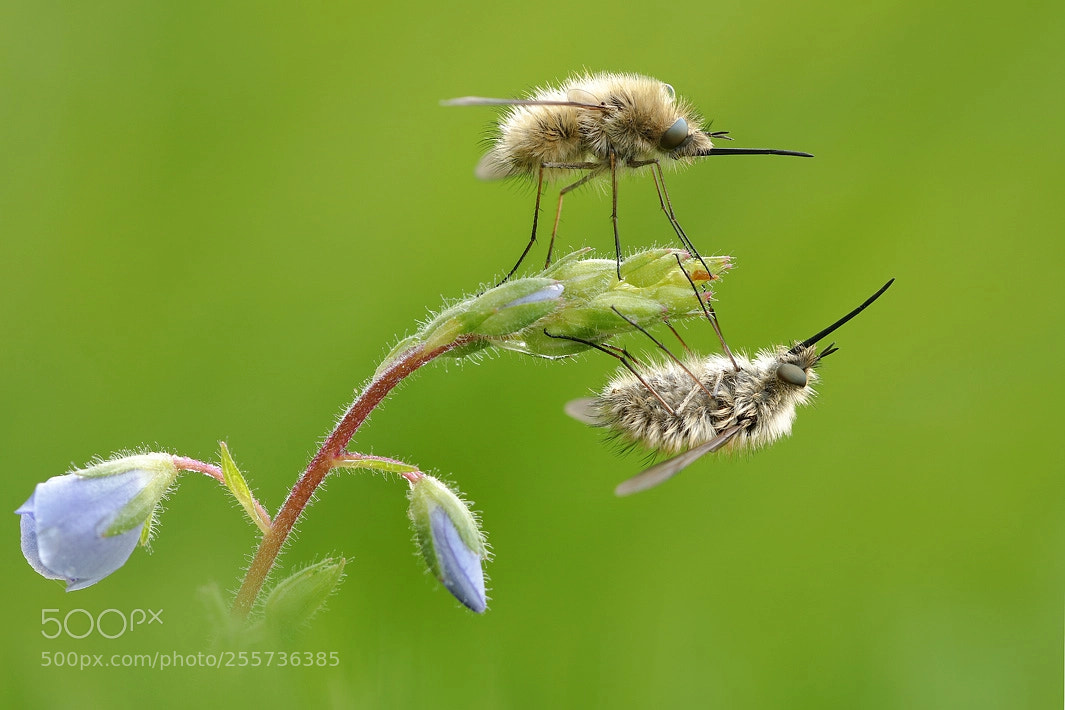 Canon EOS 750D (EOS Rebel T6i / EOS Kiss X8i) sample photo. Duo de bombyles photography