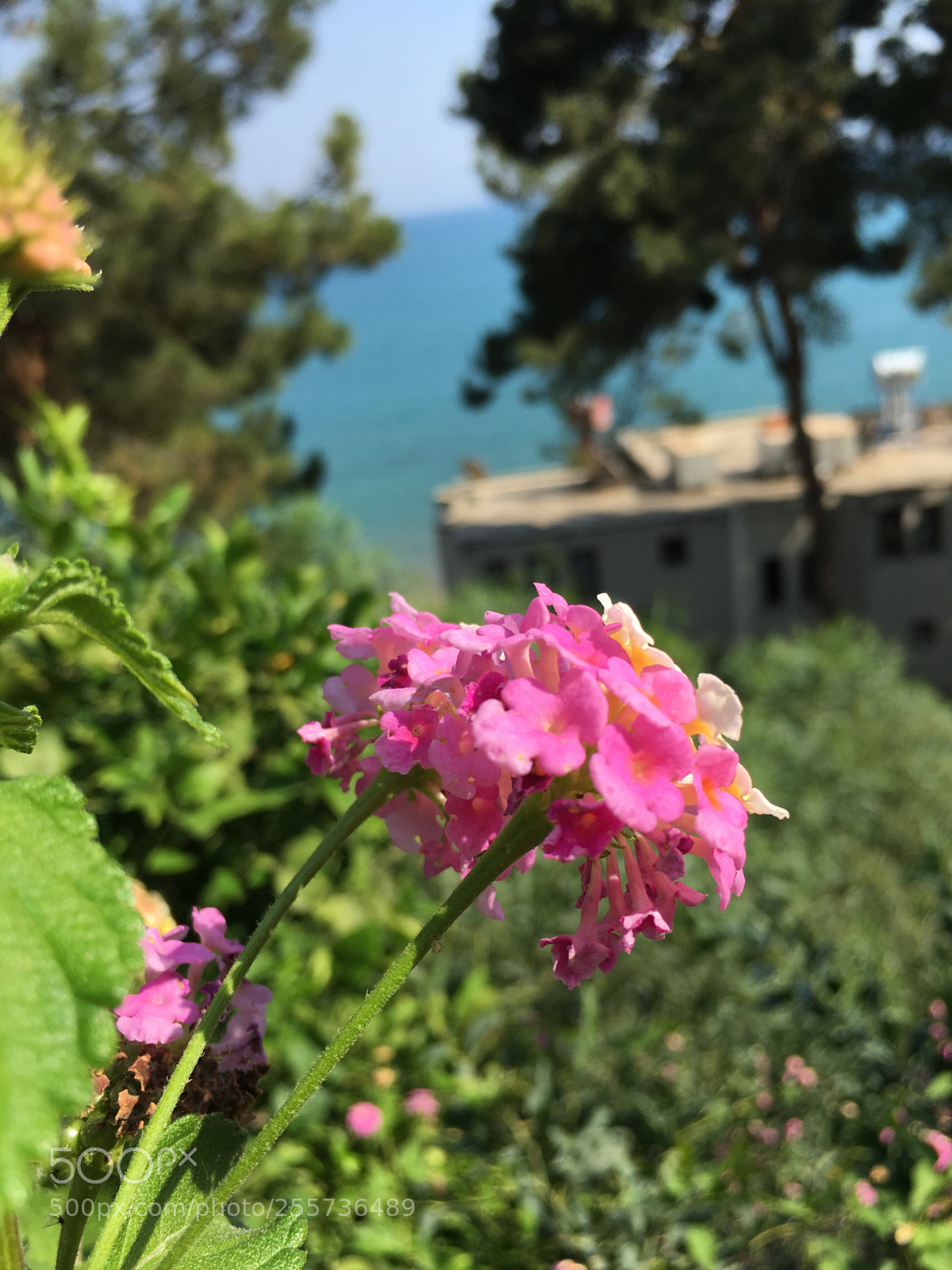 Apple iPhone 6s sample photo. Which one do you photography