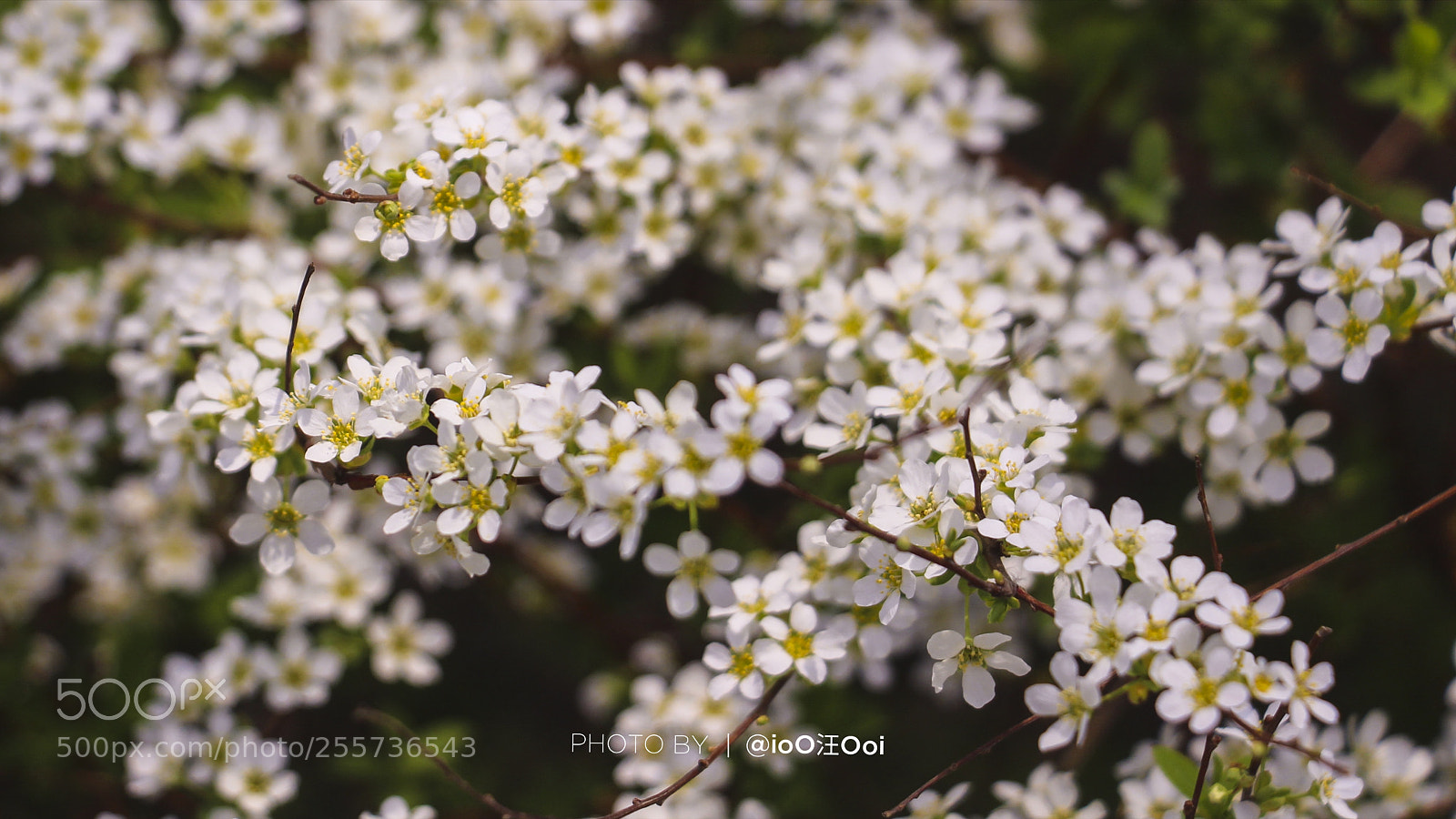 Canon EOS 700D (EOS Rebel T5i / EOS Kiss X7i) sample photo. 花 photography