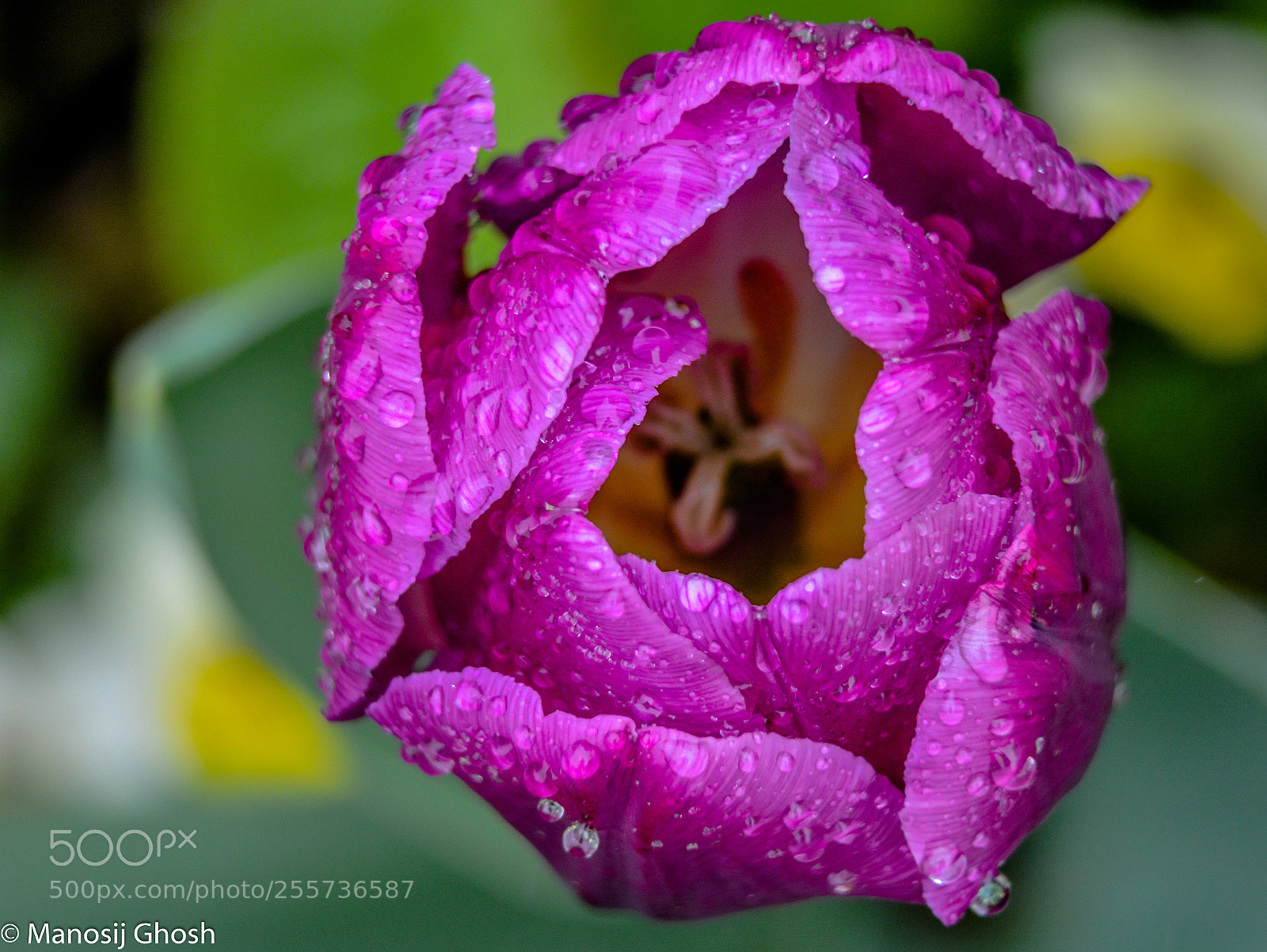 Nikon D5200 sample photo. Water drops on tulip photography