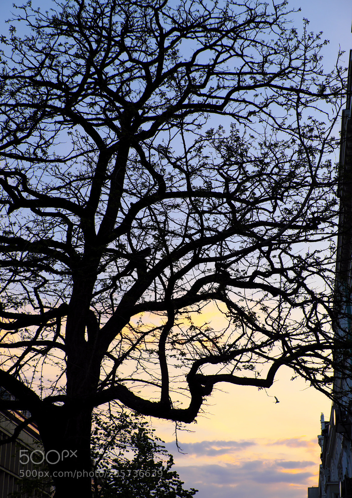 Fujifilm X-Pro2 sample photo. Sky and tree 4 photography