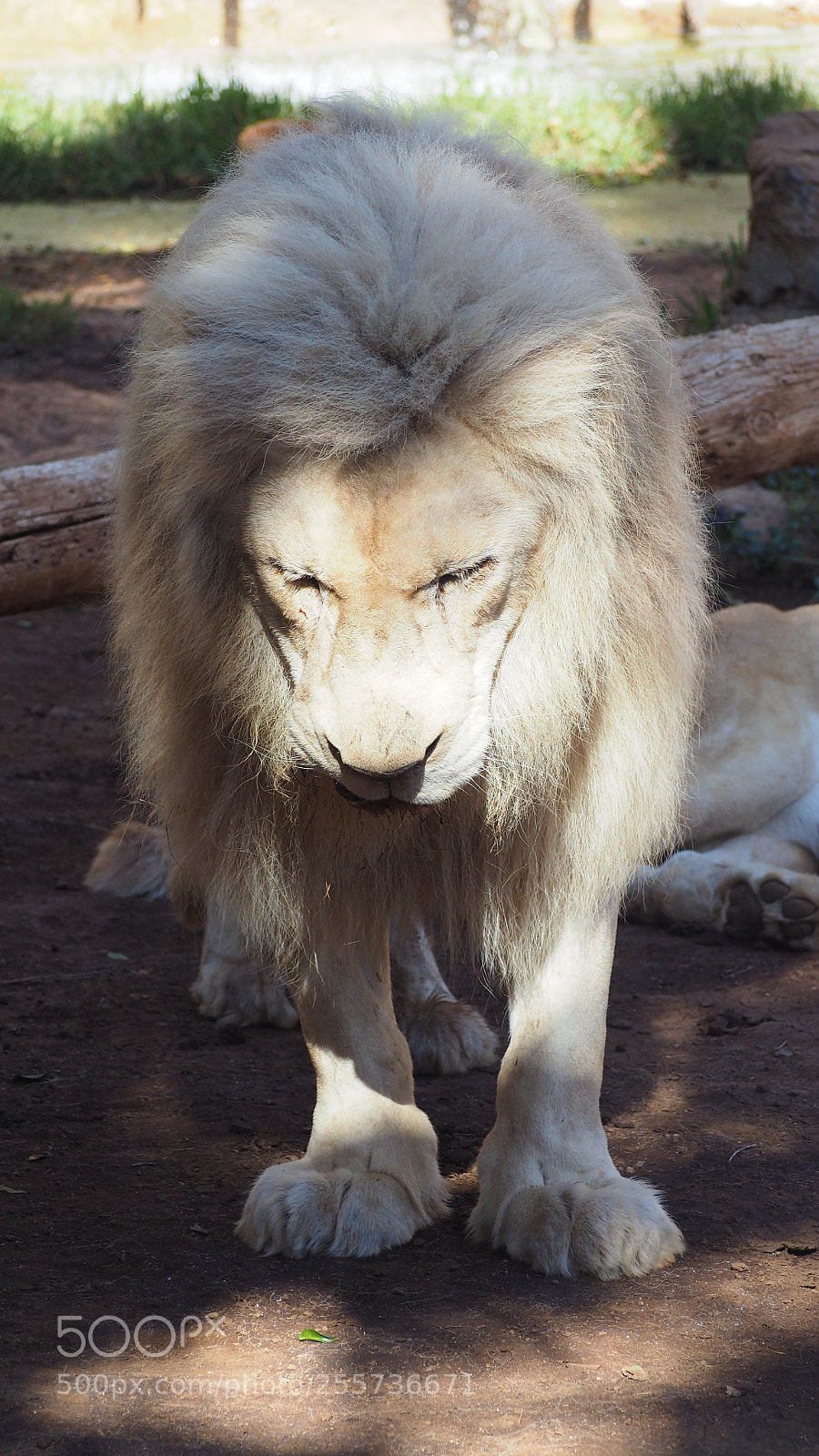 Olympus OM-D E-M10 II sample photo. White lion photography