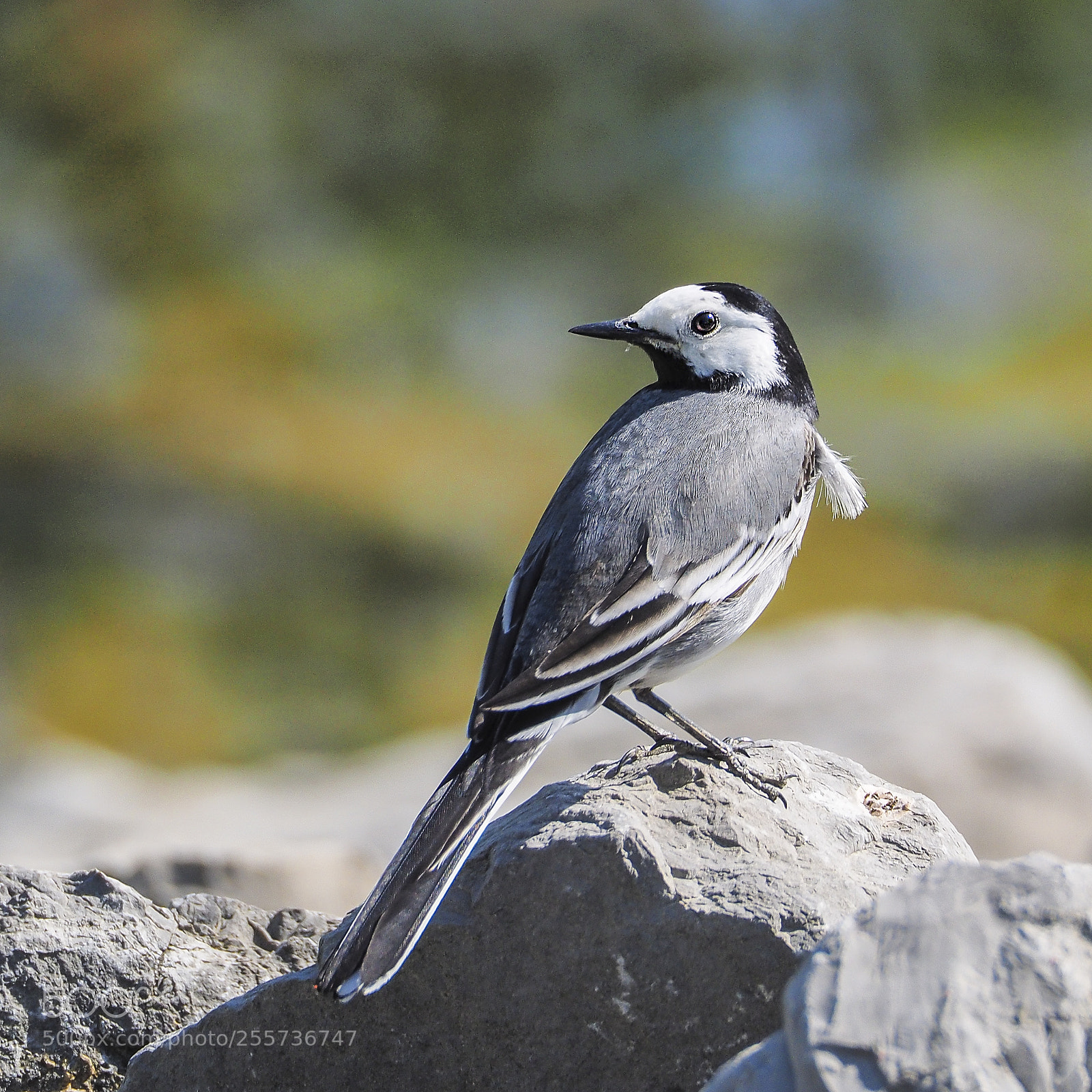 Olympus OM-D E-M1 sample photo. Motacilla alba photography
