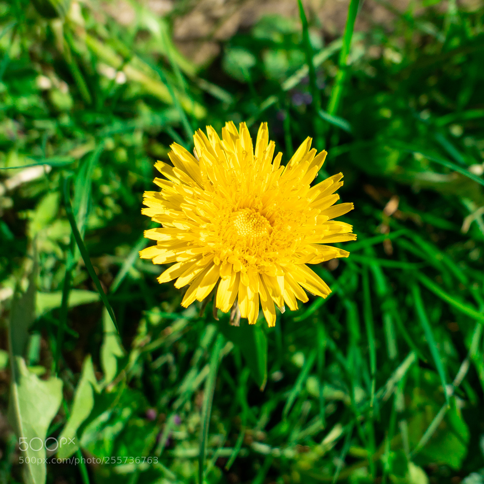 Panasonic Lumix DMC-LX10 (Lumix DMC-LX15) sample photo. Yellow photography